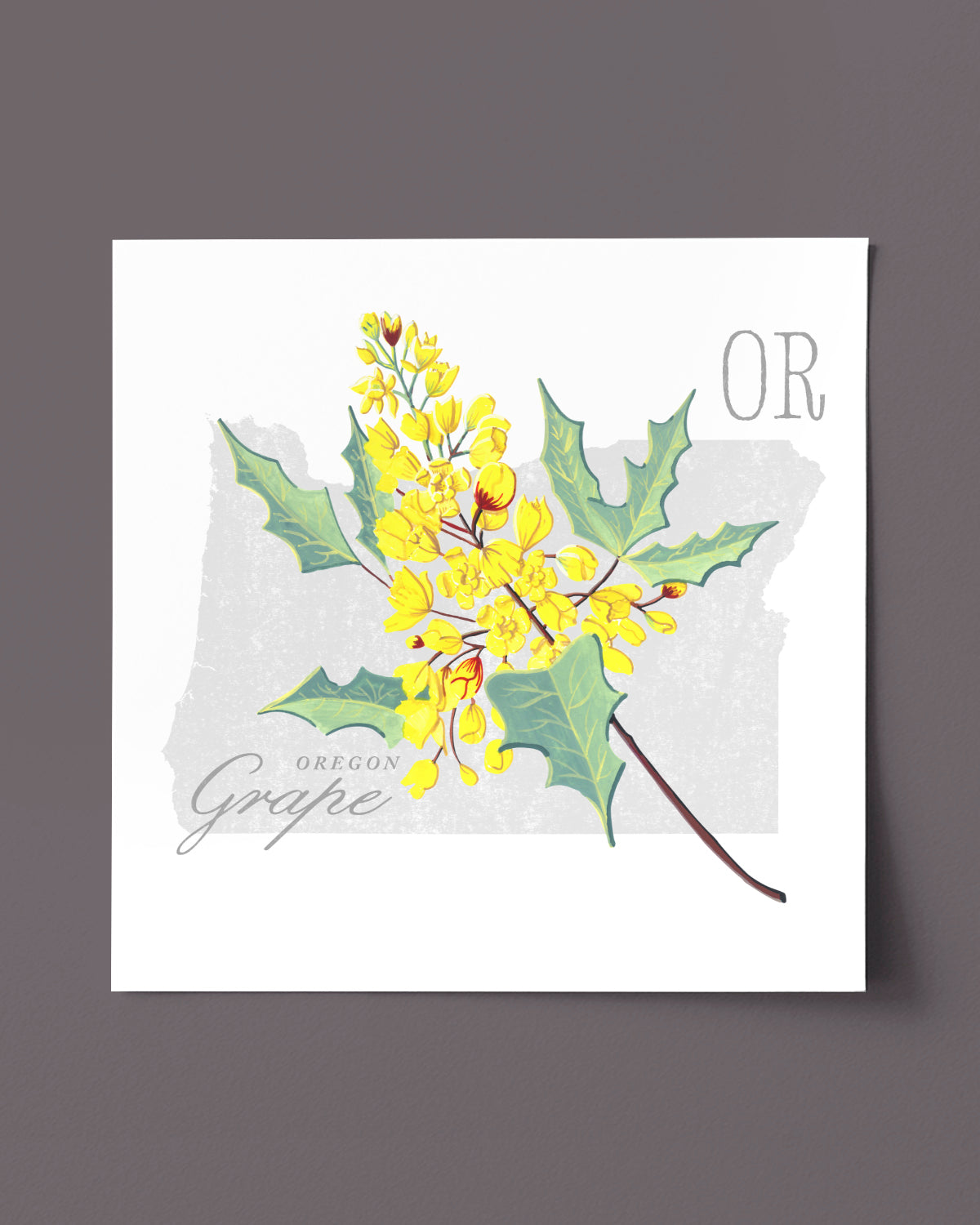 Oregon (Oregon Grape) state flower fine art print, classic botanical style on white background. Oak frame available.