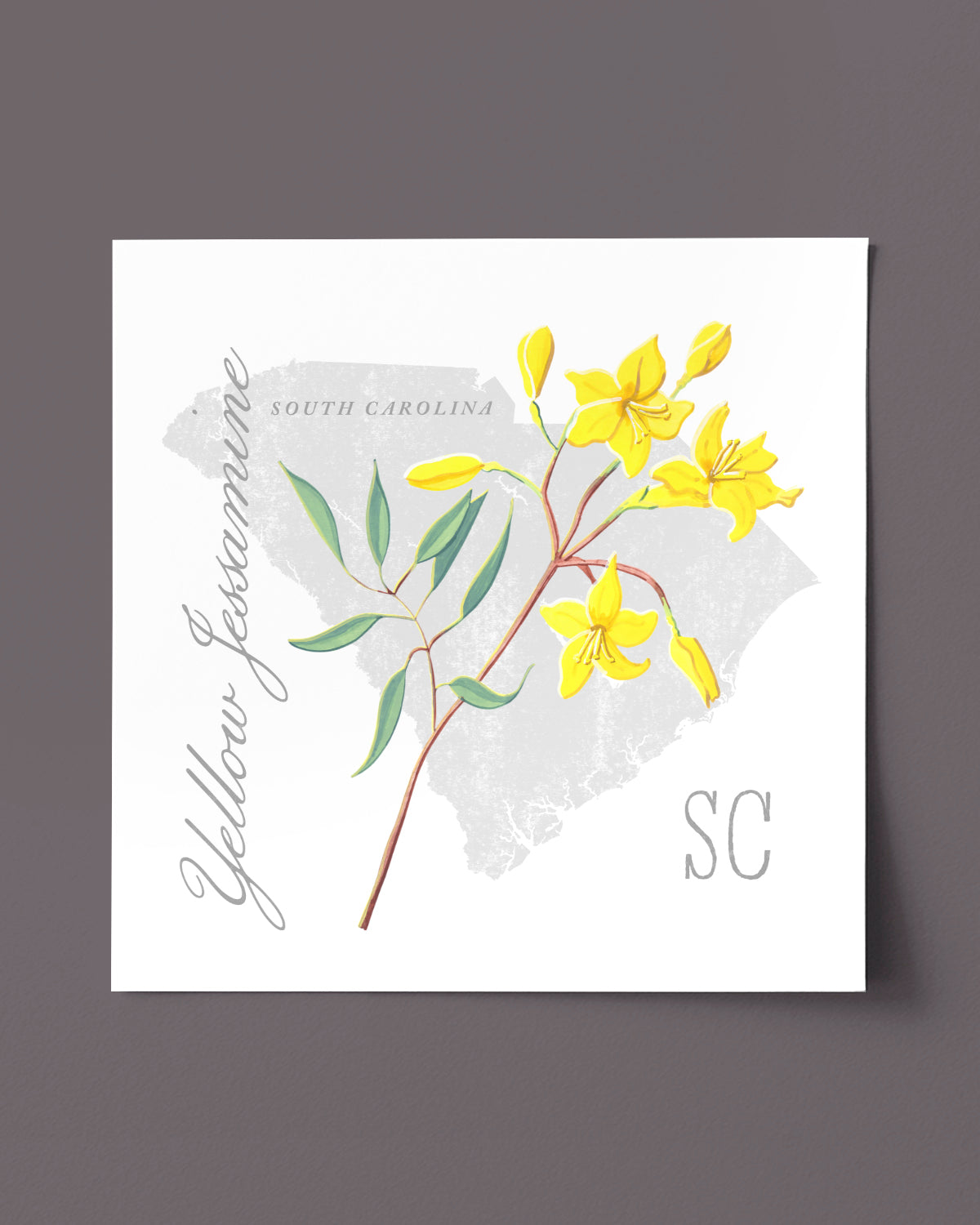 South Carolina (Yellow Jessamine) state flower fine art print, classic botanical style on white background. Oak frame available.