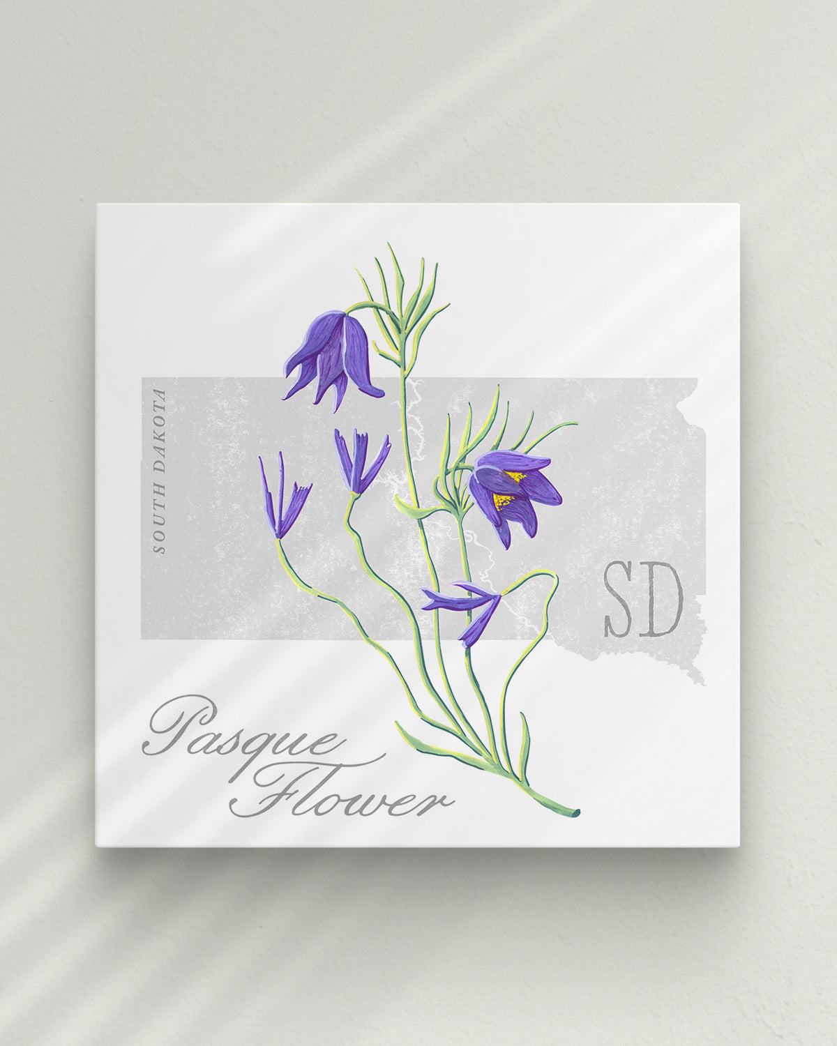 South Dakota (Pasque Flower) state flower fine art print, classic botanical style on white background. Oak frame available.