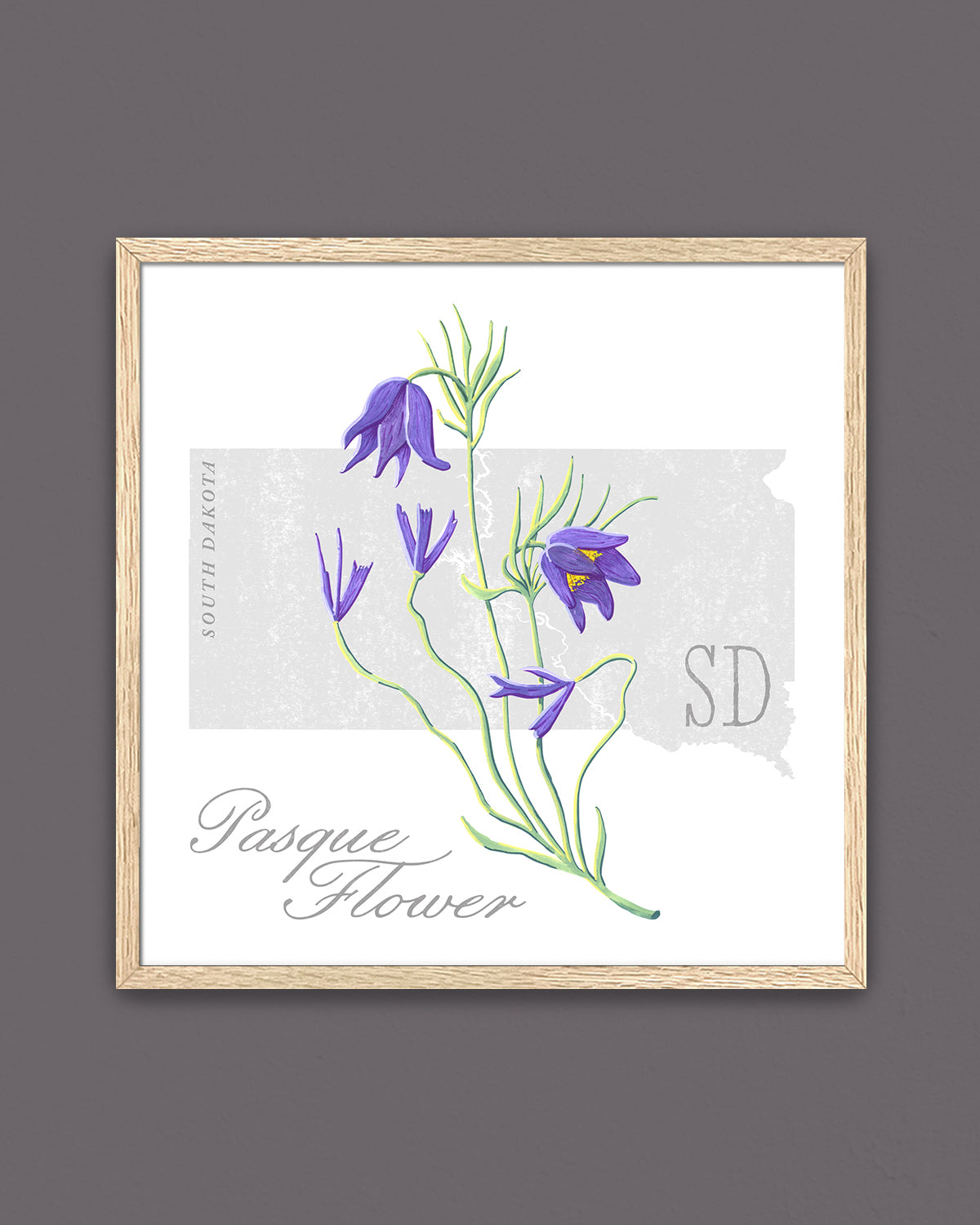South Dakota (Pasque Flower) state flower fine art print, classic botanical style on white background. Oak frame available.