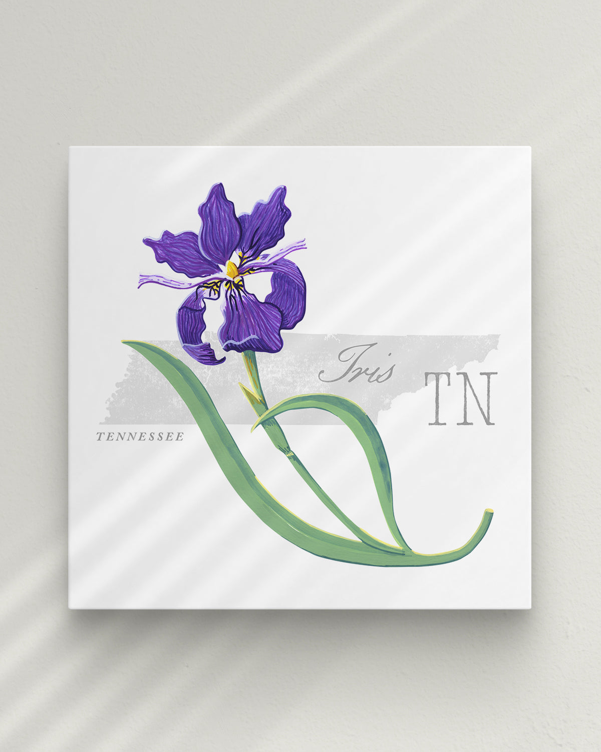 Tennessee (Iris) state flower fine art print, classic botanical style on white background. Oak frame available.