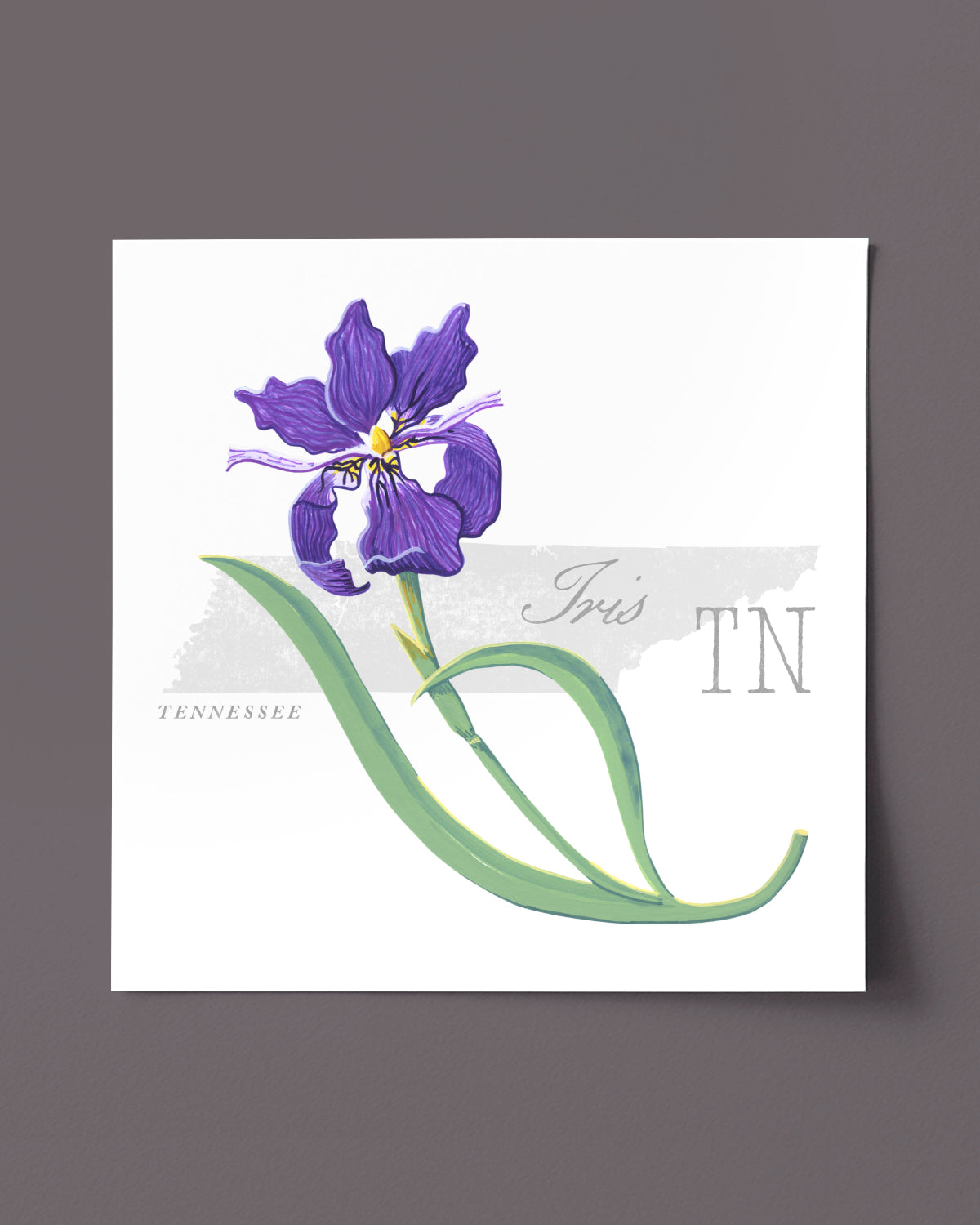 Tennessee (Iris) state flower fine art print, classic botanical style on white background. Oak frame available.