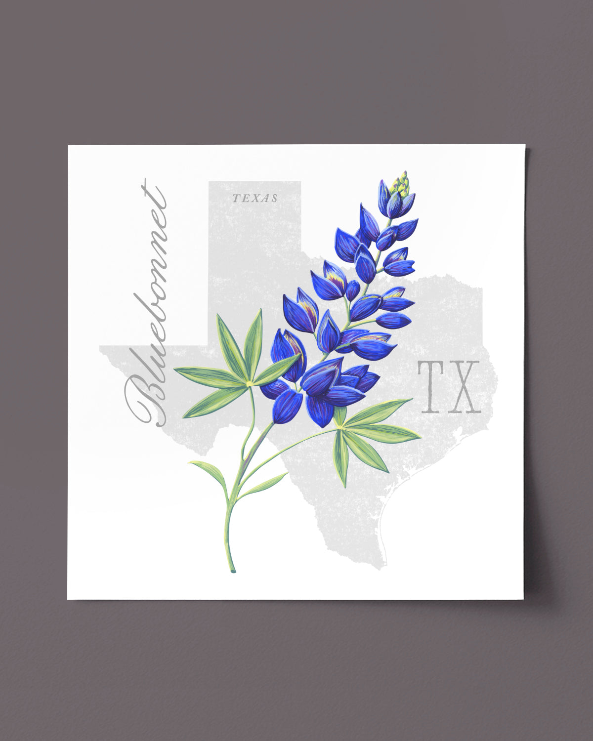 Texas (Bluebonnet) state flower fine art print, classic botanical style on white background. Oak frame available.