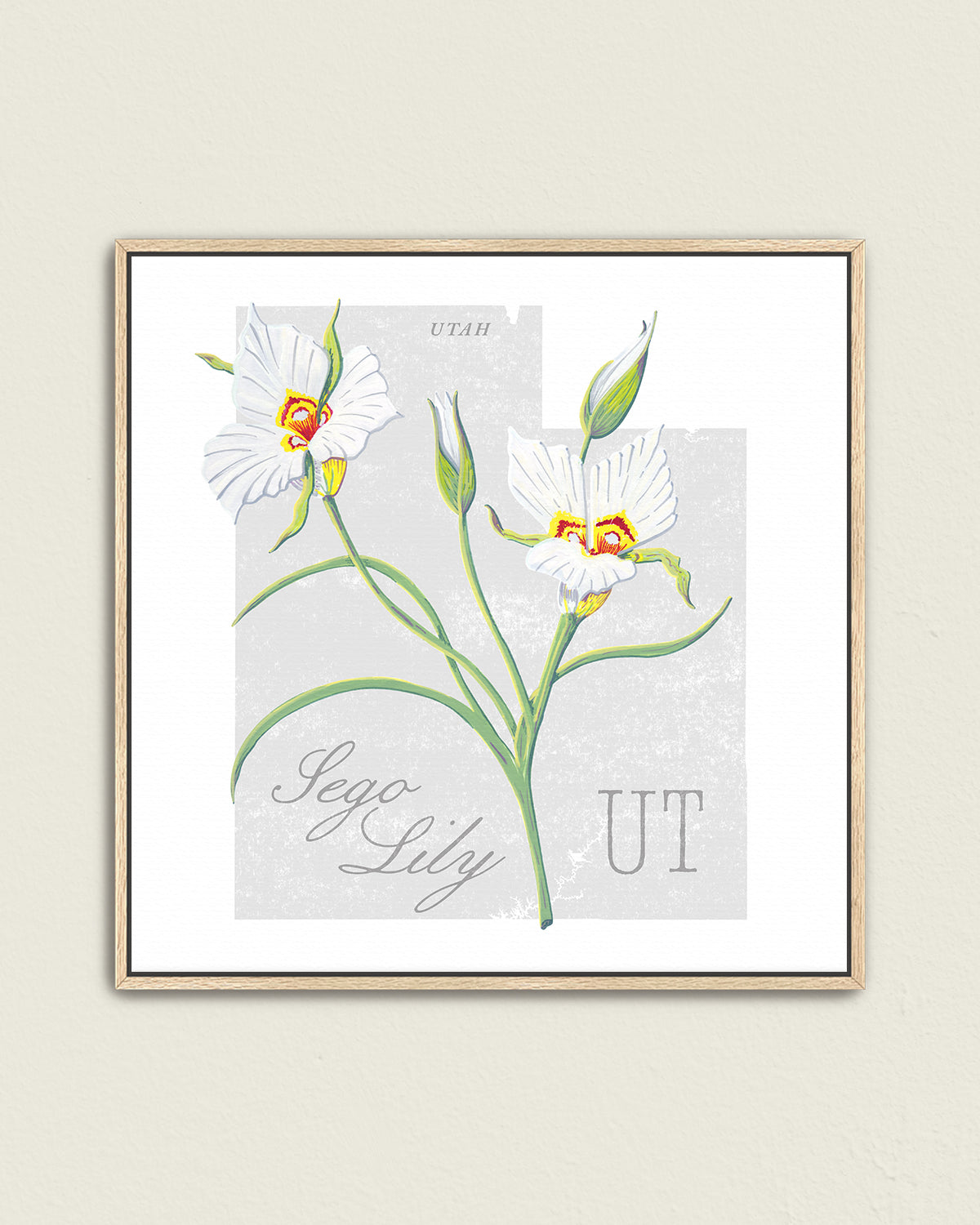 Utah (Sego Lily) state flower fine art print, classic botanical style on white background. Oak frame available.