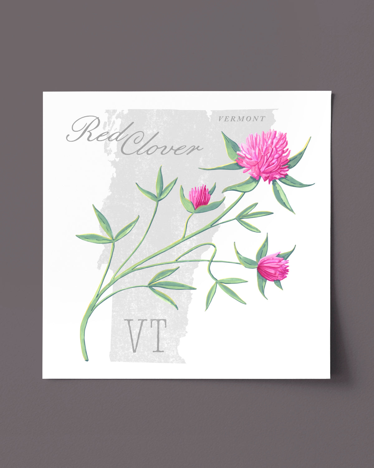 Vermont (Red Clover) state flower fine art print, classic botanical style on white background. Oak frame available.