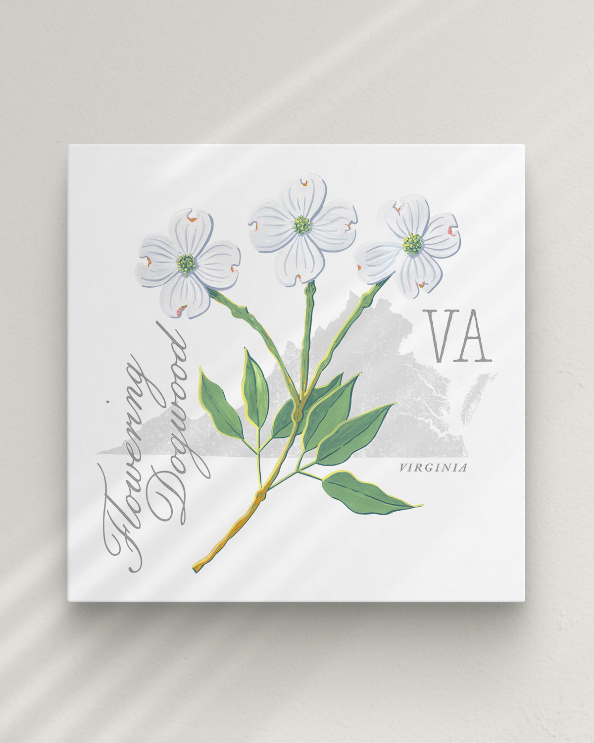 Virginia (Flowering Dogwood) state flower fine art print, classic botanical style on white background. Oak frame available.