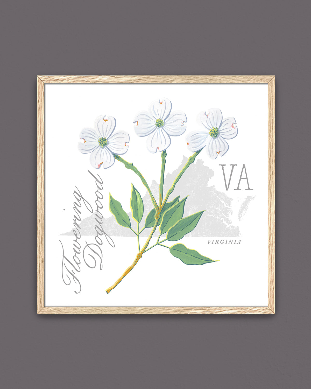 Virginia (Flowering Dogwood) state flower fine art print, classic botanical style on white background. Oak frame available.