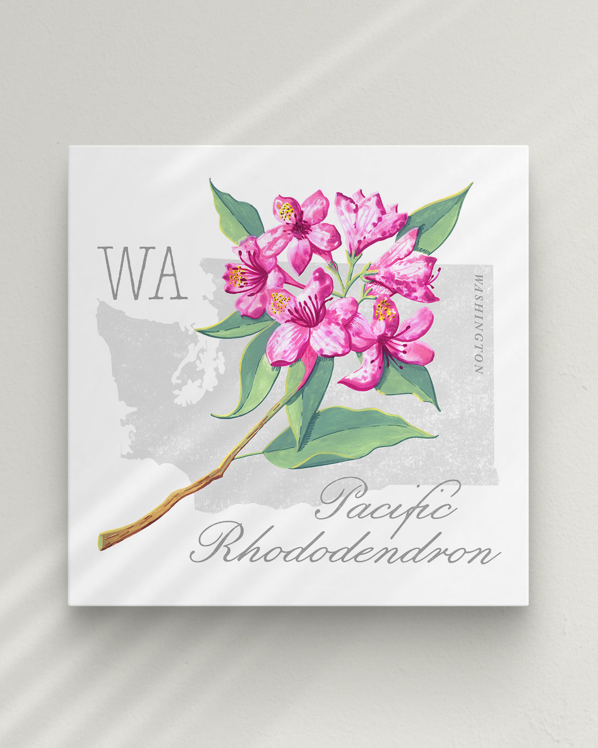 Washington (Pacific Rhododendron) state flower fine art print, classic botanical style on white background. Oak frame available.