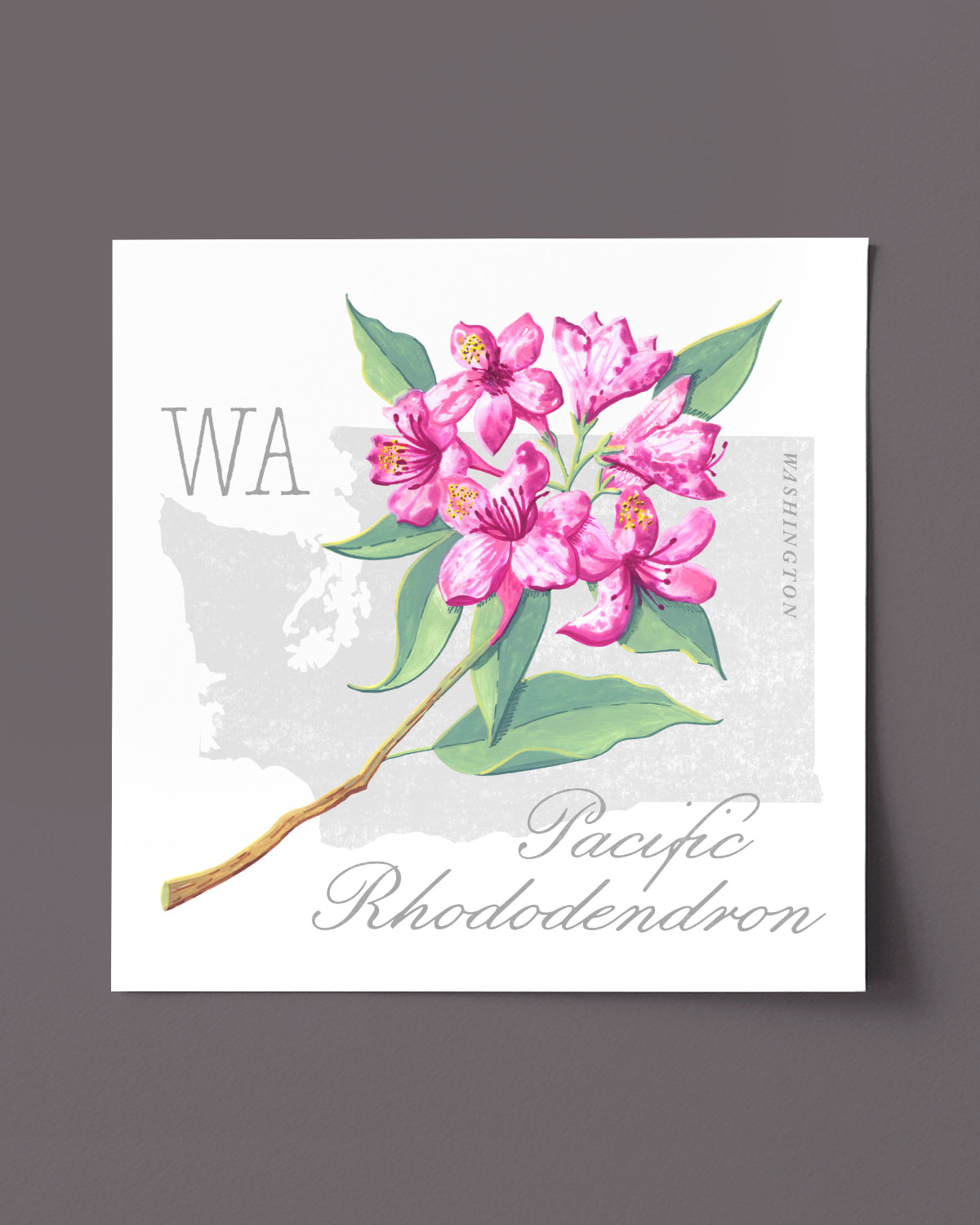 Washington (Pacific Rhododendron) state flower fine art print, classic botanical style on white background. Oak frame available.