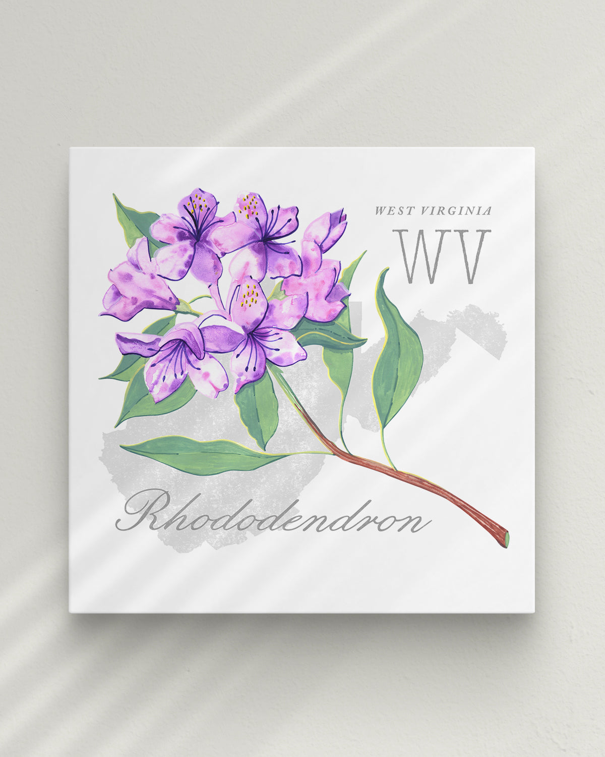 West Virginia (Rhododendron) state flower fine art print, classic botanical style on white background. Oak frame available.