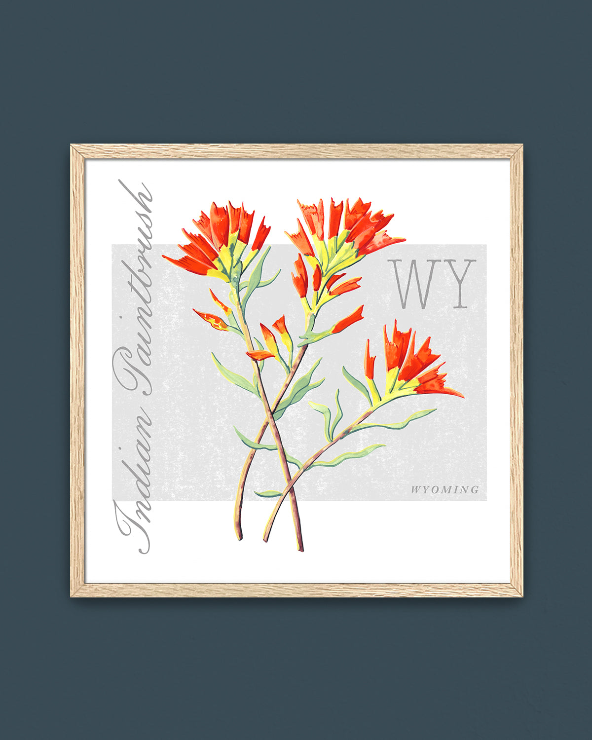 Wyoming (Indian Paintbrush) state flower fine art print, classic botanical style on white background. Oak frame available.