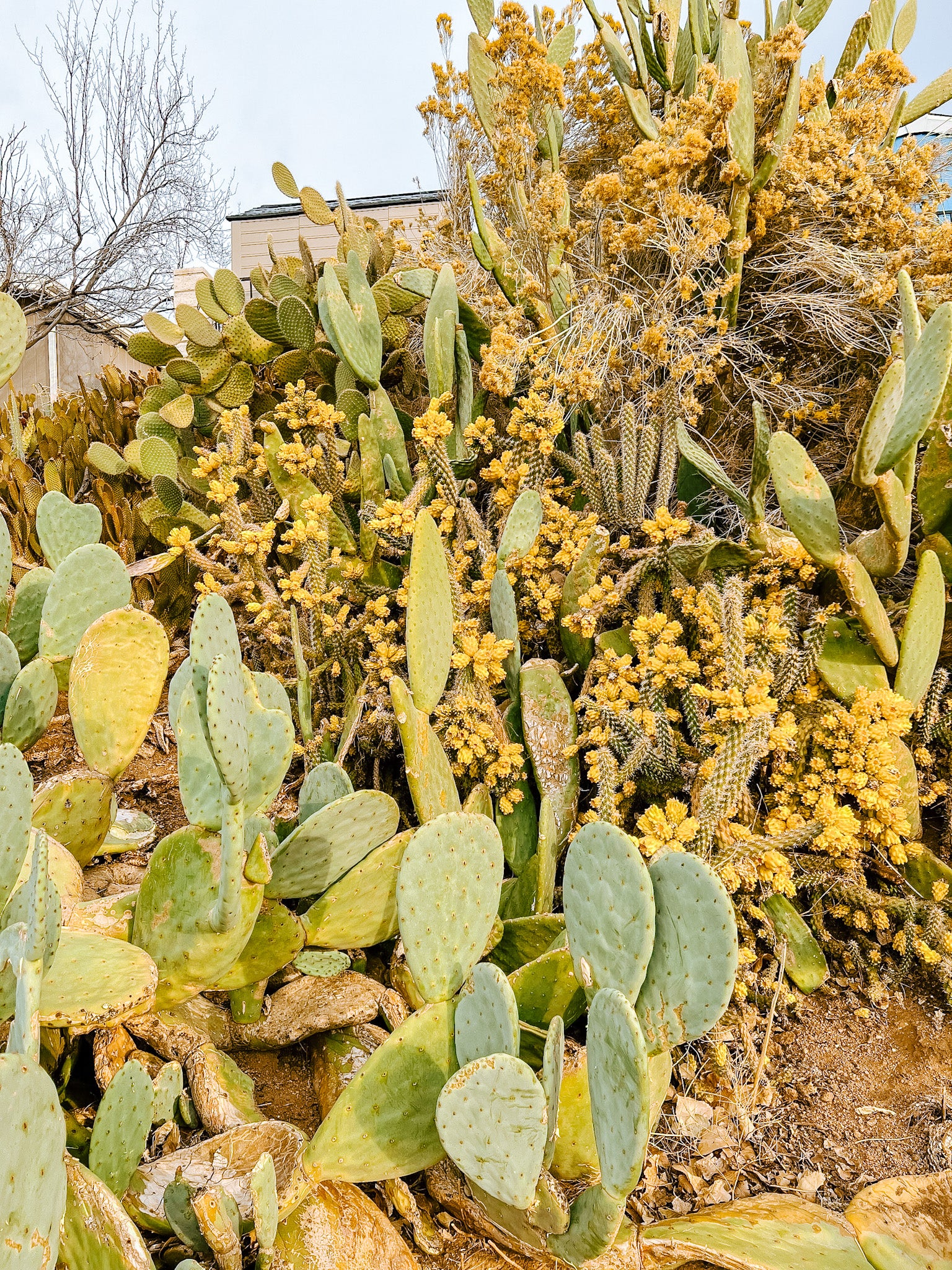 Cactus plants with yellow flowers in a natural setting