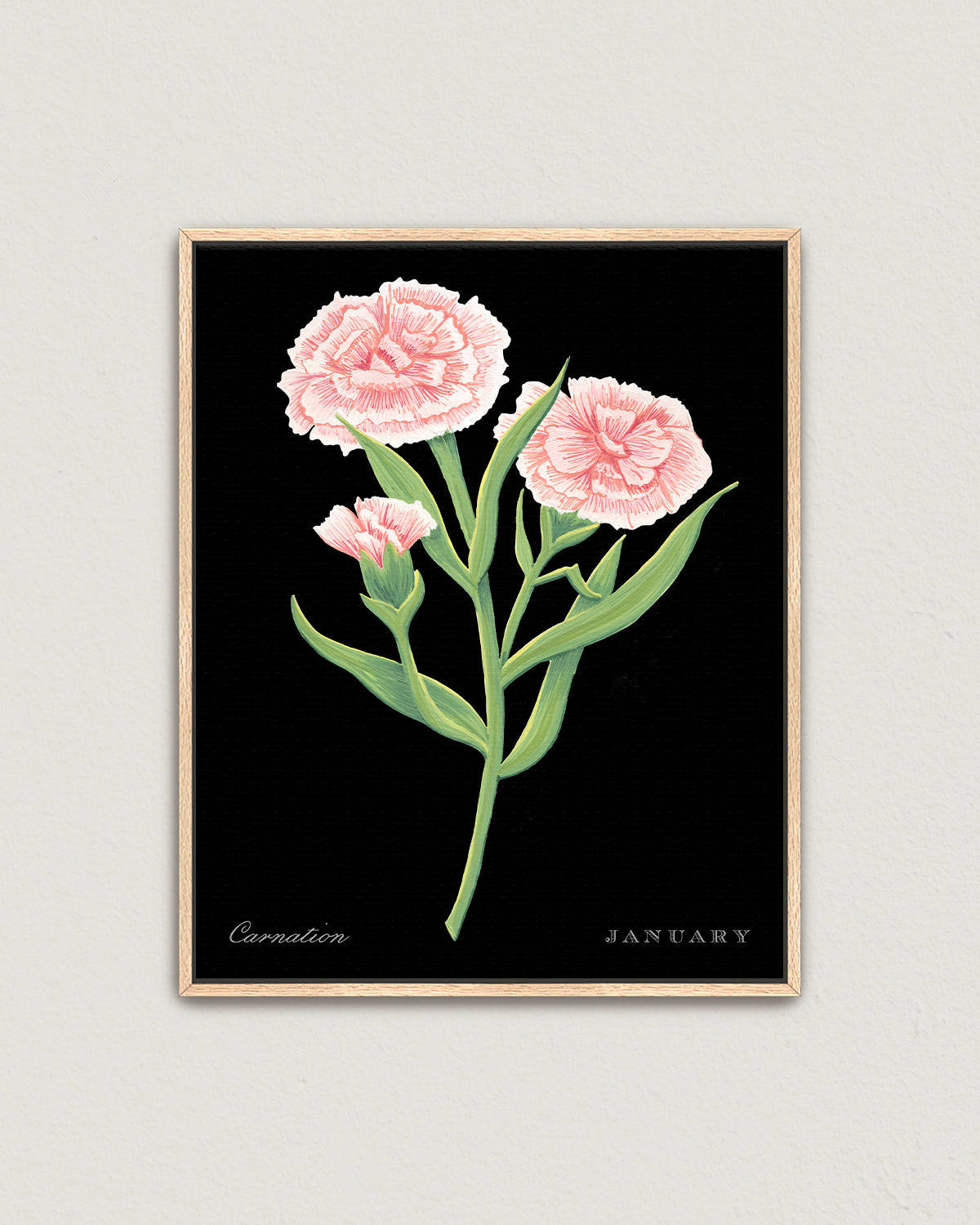Carnation (January) birth flower fine art print, classic botanical style on black background. Oak frame available.
