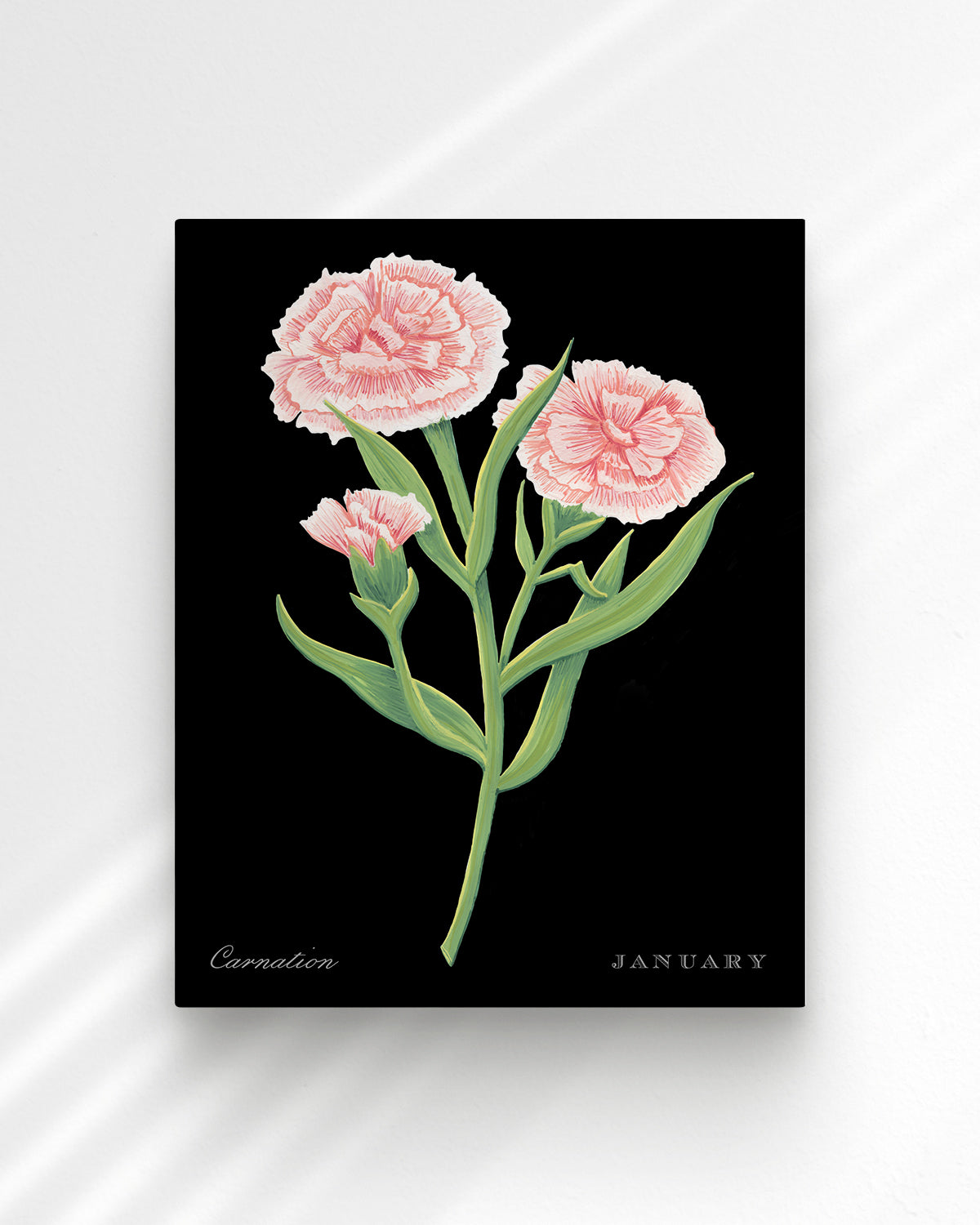 Carnation (January) birth flower fine art print, classic botanical style on black background. Oak frame available.