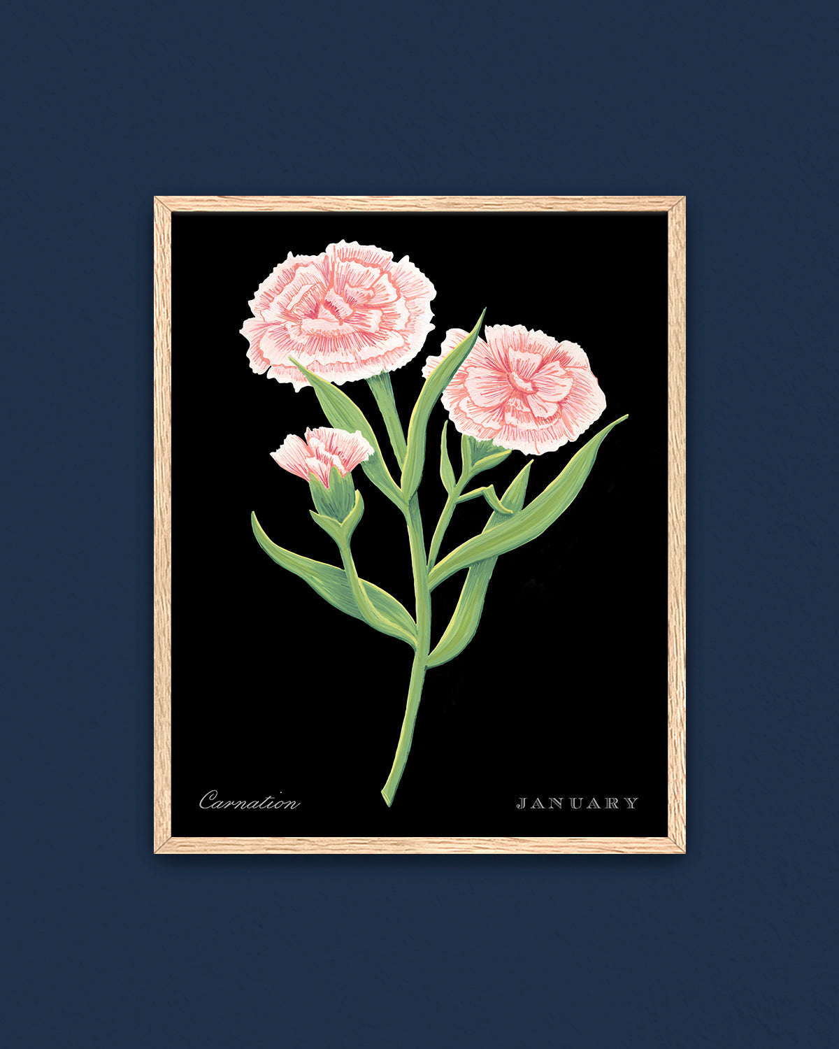 Carnation (January) birth flower fine art print, classic botanical style on black background. Oak frame available.