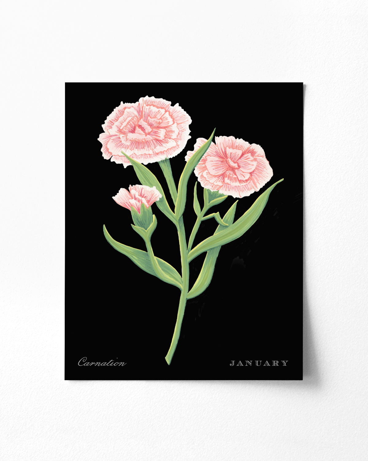 Carnation (January) birth flower fine art print, classic botanical style on black background. Oak frame available.