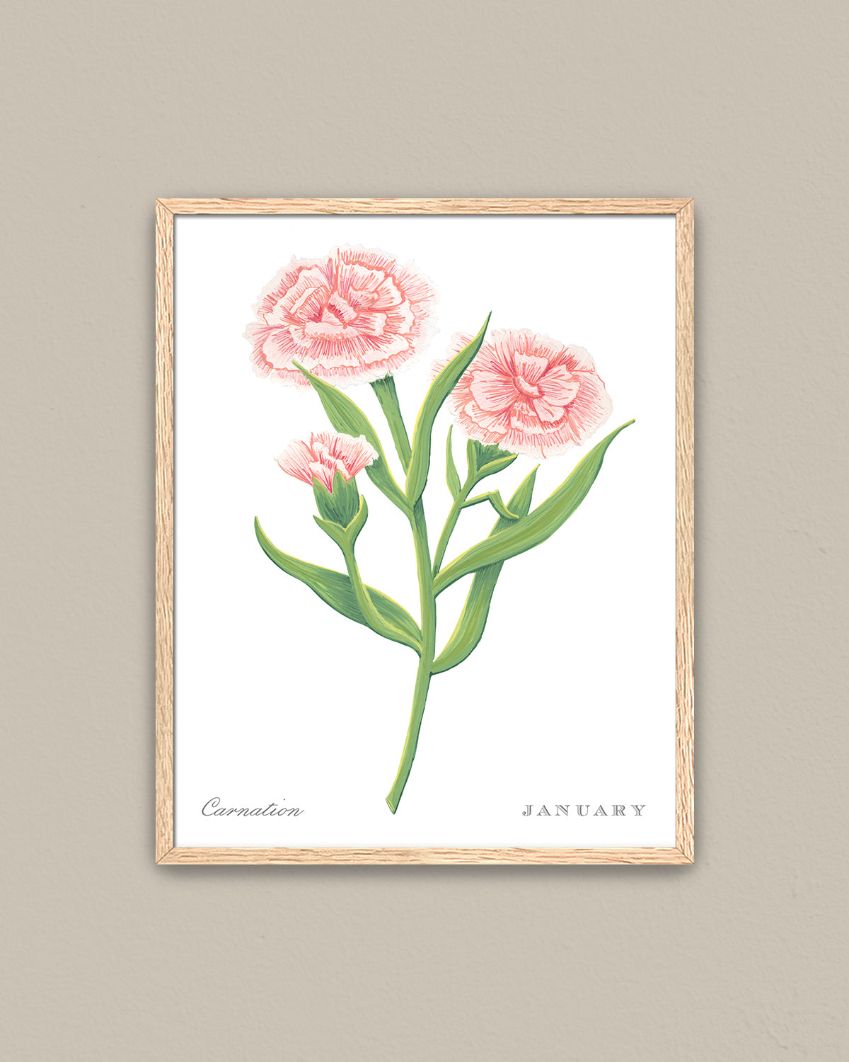 Carnation (January) birth flower fine art print, classic botanical style on white background. Oak frame available.