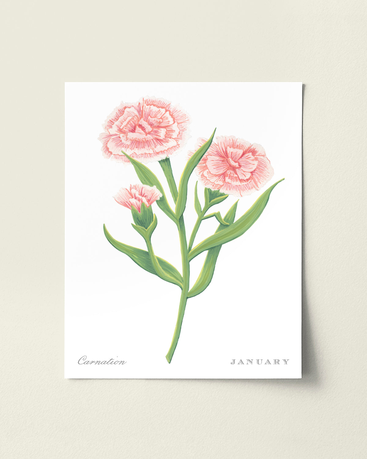 Carnation (January) birth flower fine art print, classic botanical style on white background. Oak frame available.