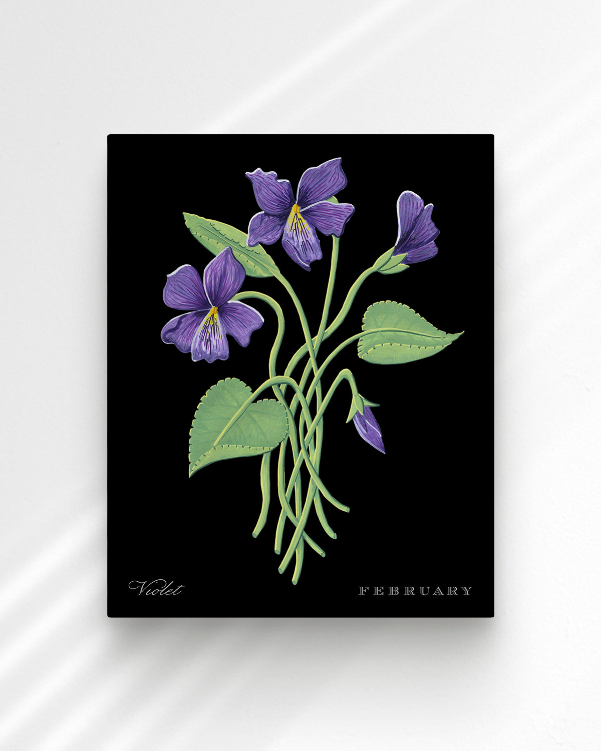 Violet (February) birth flower fine art print, classic botanical style on black background. Oak frame available.