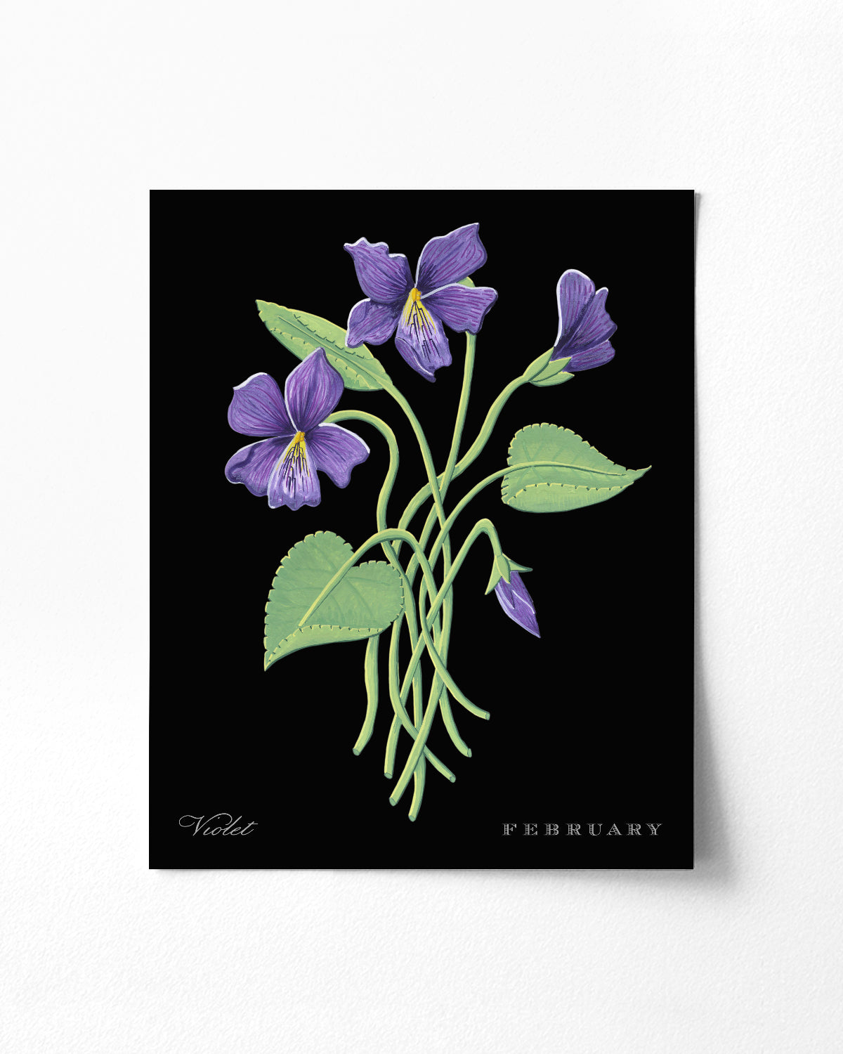 Violet (February) birth flower fine art print, classic botanical style on black background. Oak frame available.