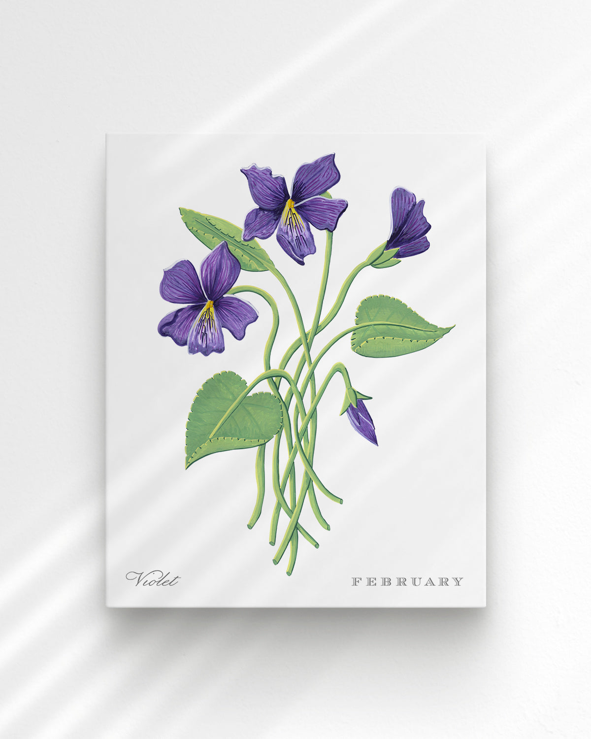 Violet (February) birth flower fine art print, classic botanical style on white background. Oak frame available.