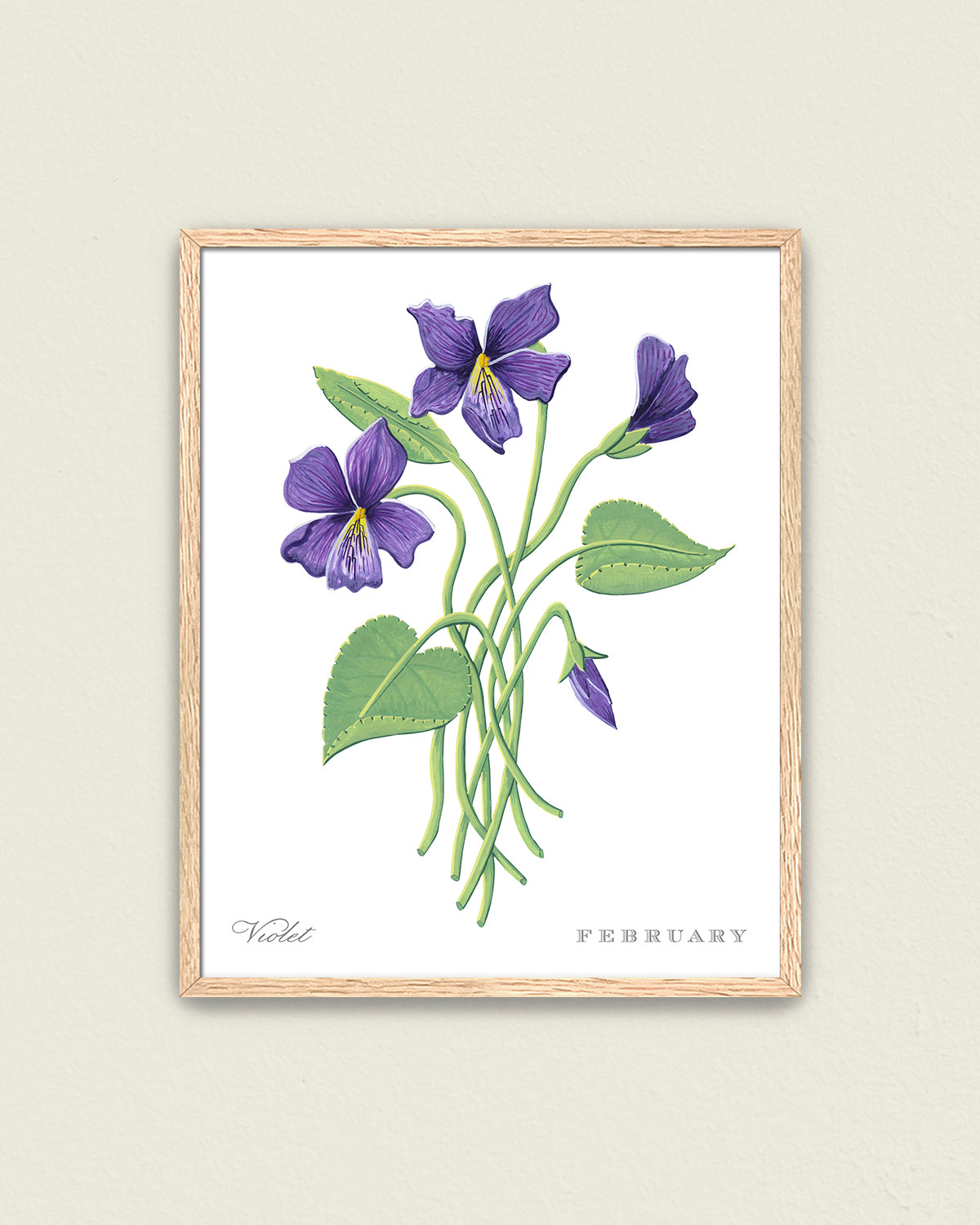 Violet (February) birth flower fine art print, classic botanical style on white background. Oak frame available.