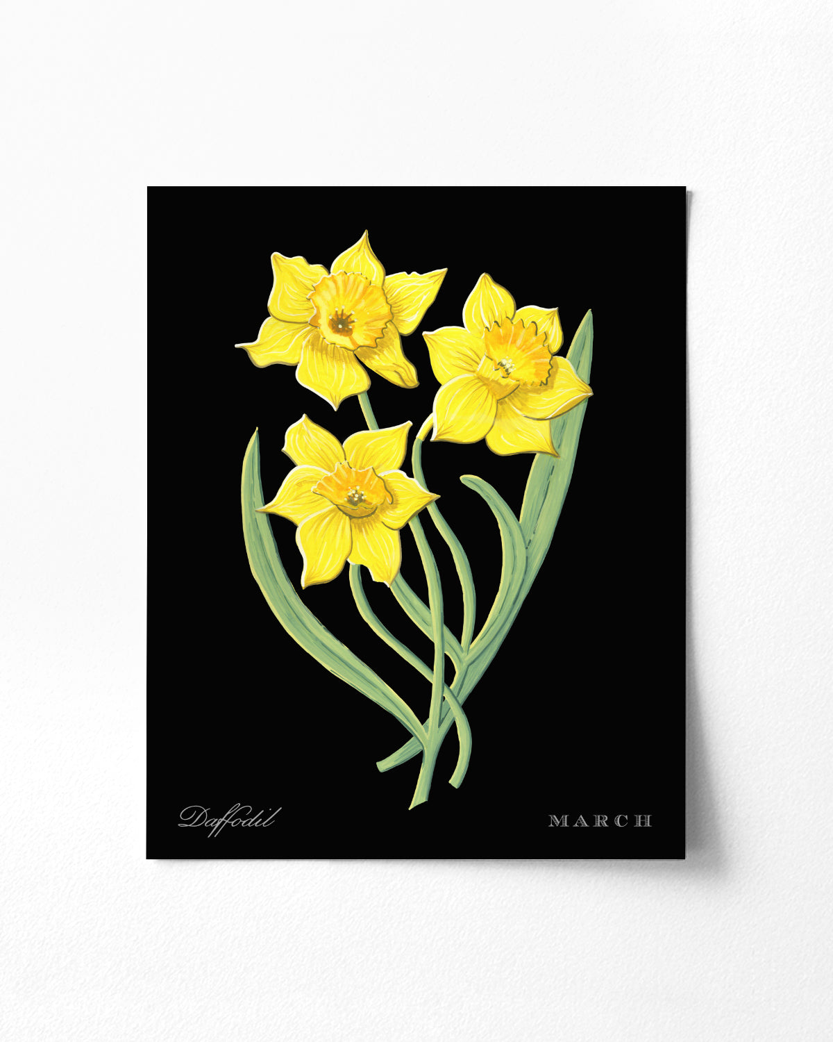 Daffodil (March) birth flower fine art print, classic botanical style on black background. Oak frame available.