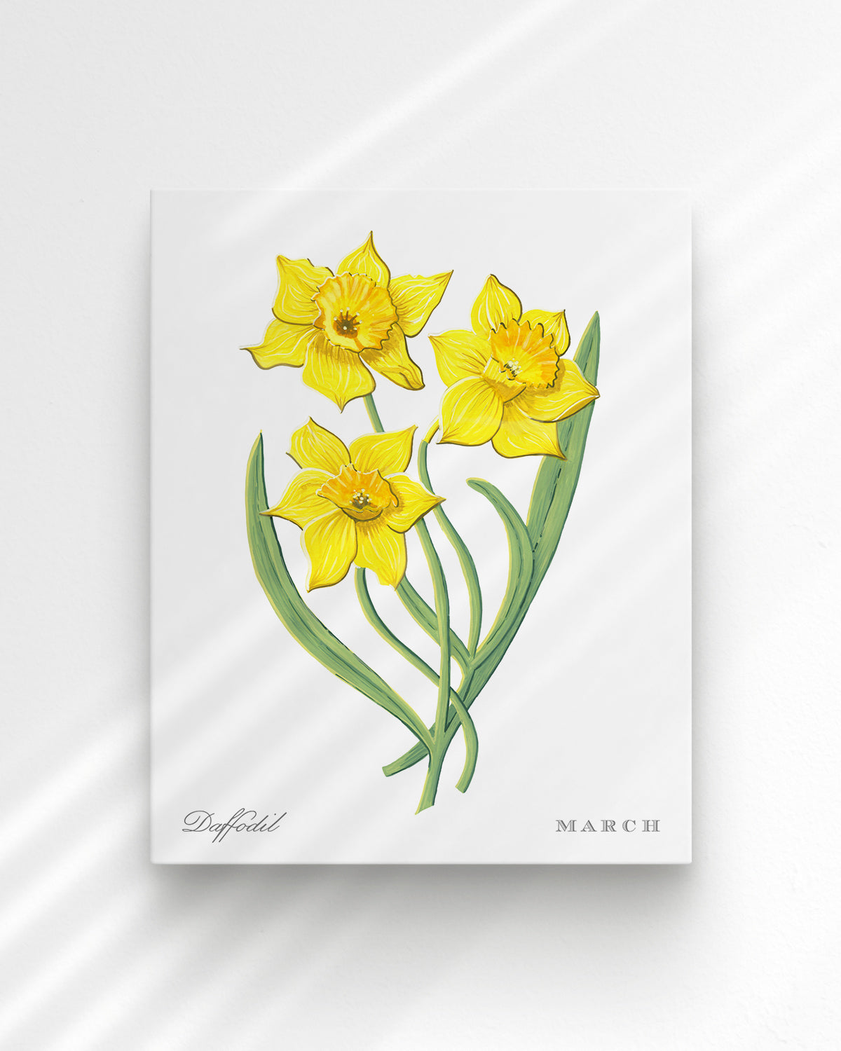 Daffodil (March) birth flower fine art print, classic botanical style on white background. Oak frame available.