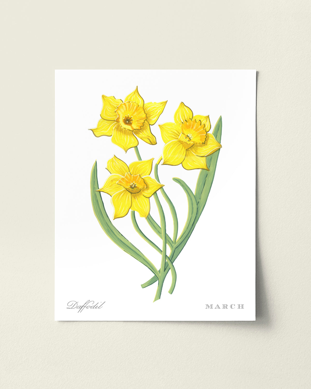 Daffodil (March) birth flower fine art print, classic botanical style on white background. Oak frame available.