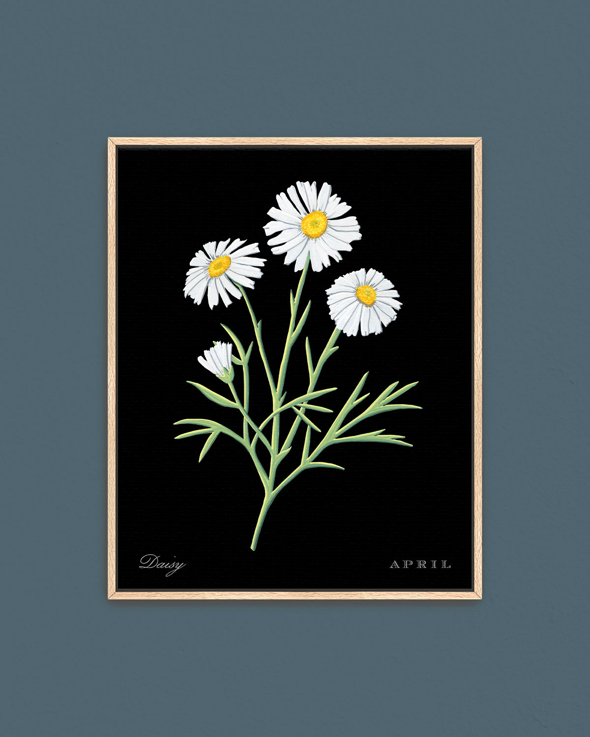 Daisy (April) birth flower fine art print, classic botanical style on black background. Oak frame available.