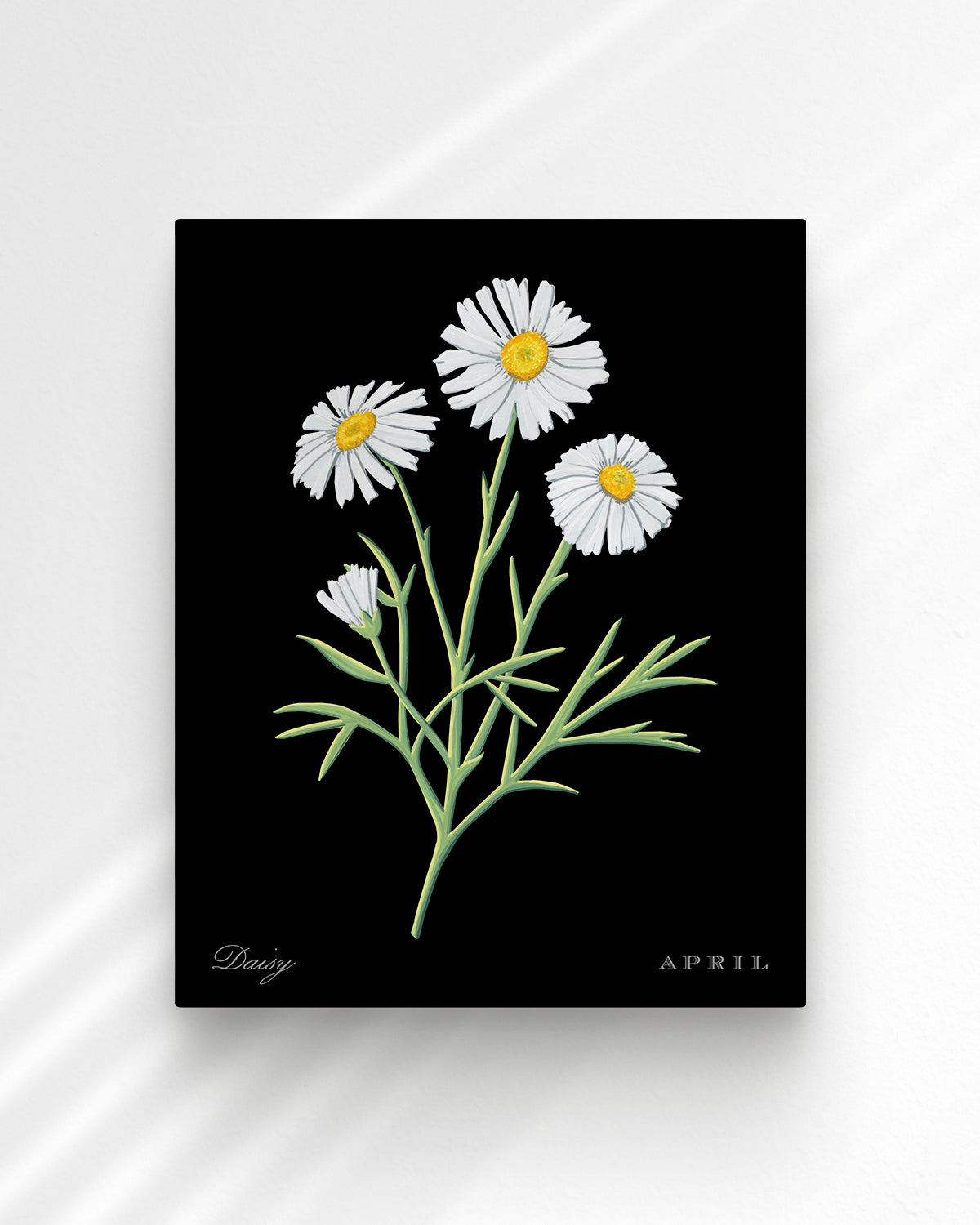 Daisy (April) birth flower fine art print, classic botanical style on black background. Oak frame available.