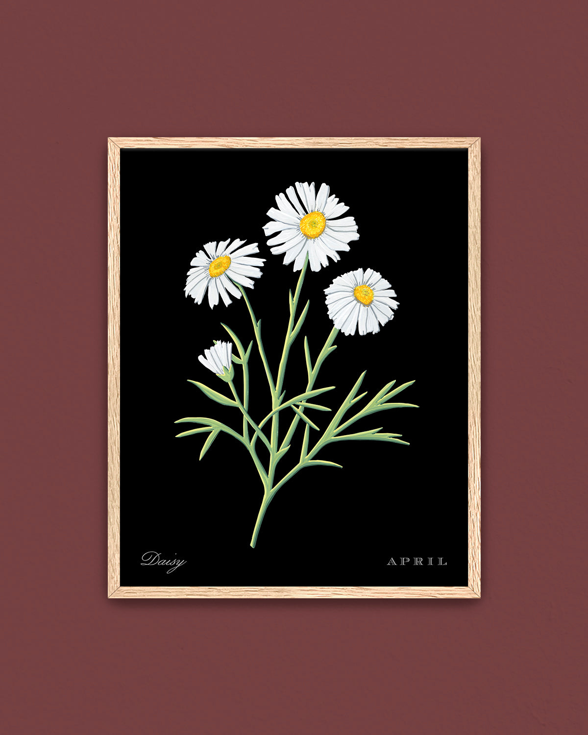 Daisy (April) birth flower fine art print, classic botanical style on black background. Oak frame available.