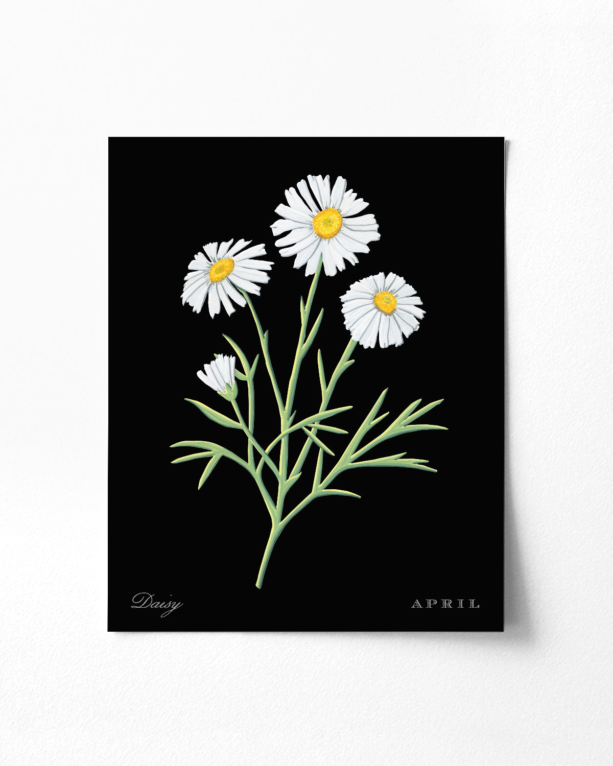 Daisy (April) birth flower fine art print, classic botanical style on black background. Oak frame available.