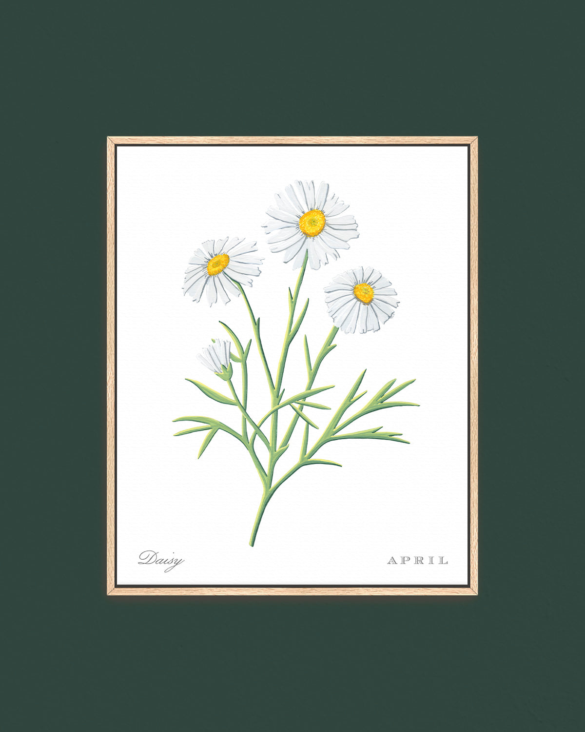 Daisy (April) birth flower fine art print, classic botanical style on white background. Oak frame available.