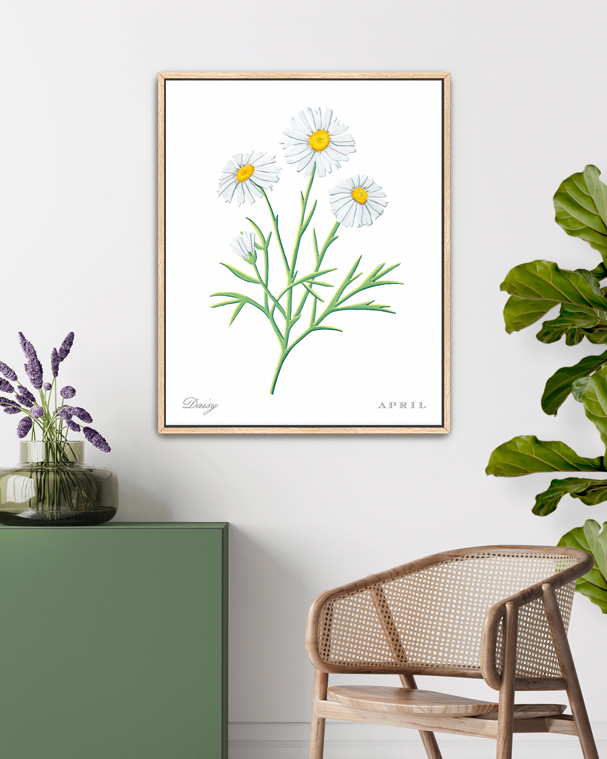 Daisy (April) birth flower fine art print, classic botanical style on white background. Oak frame available.