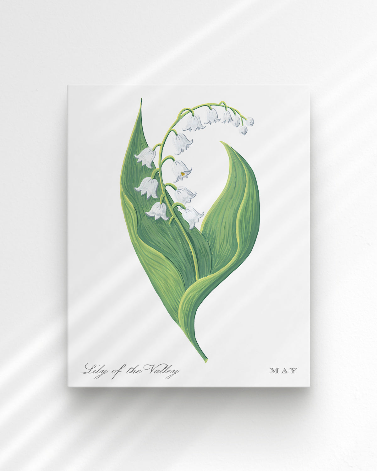 Lily of the Valley (May) birth flower fine art print, classic botanical style on white background. Oak frame available.