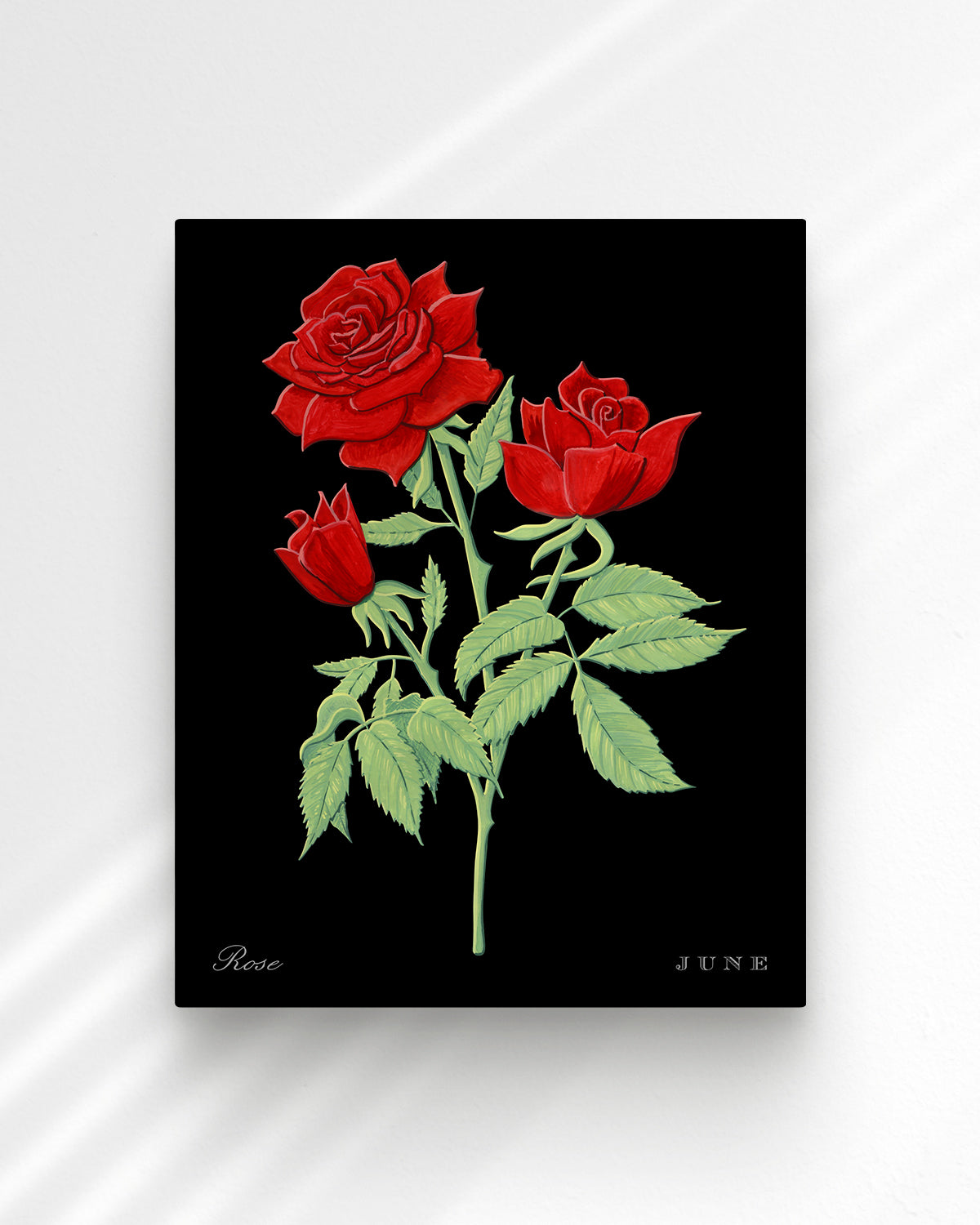 Rose (June) birth flower fine art print, classic botanical style on black background. Oak frame available.