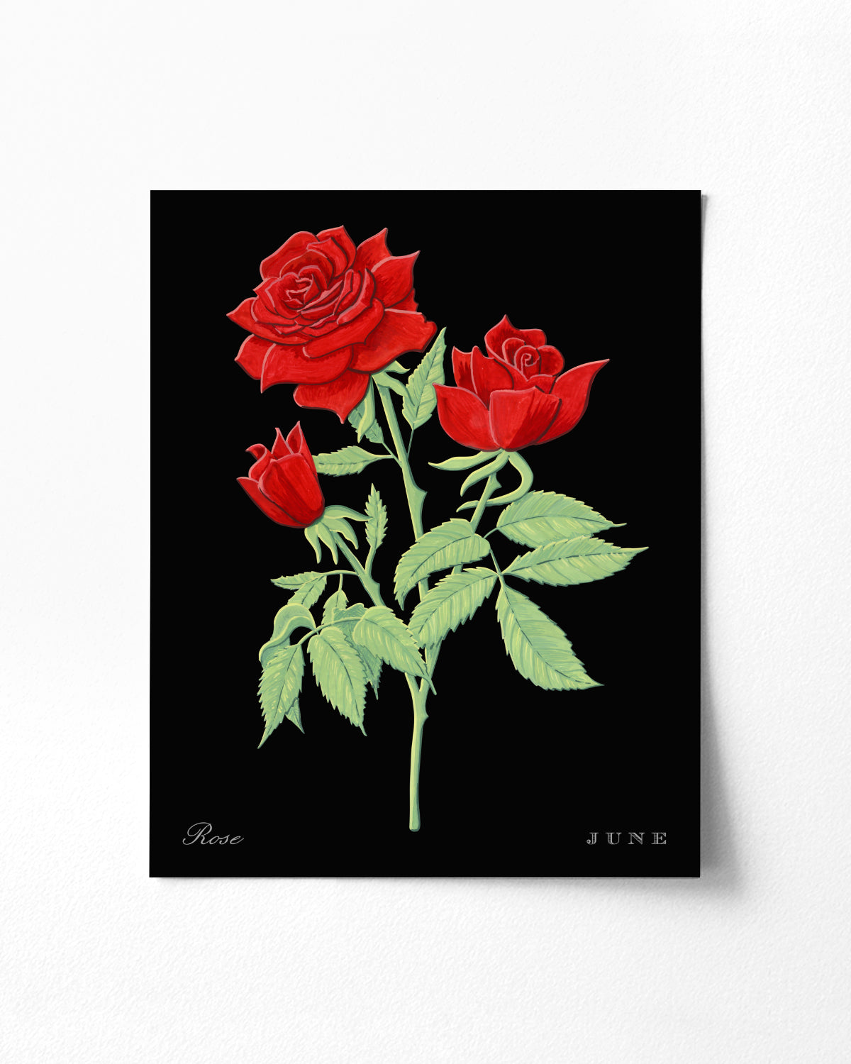 Rose (June) birth flower fine art print, classic botanical style on black background. Oak frame available.
