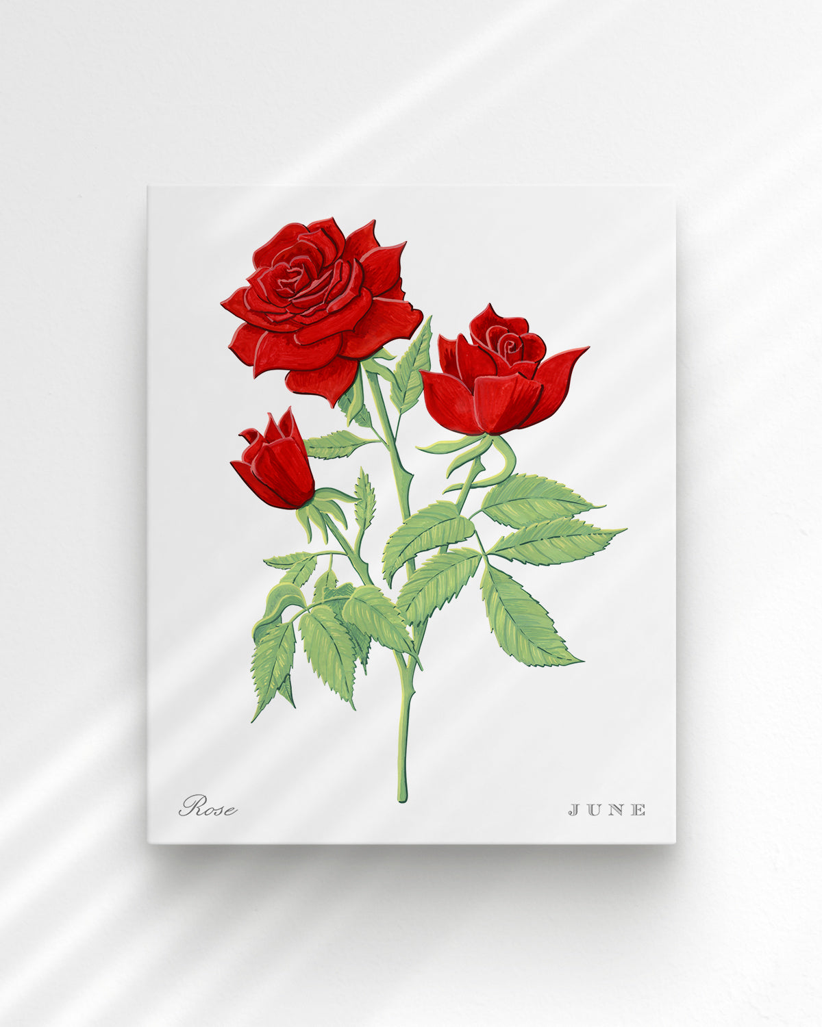 Rose (June) birth flower fine art print, classic botanical style on white background. Oak frame available.