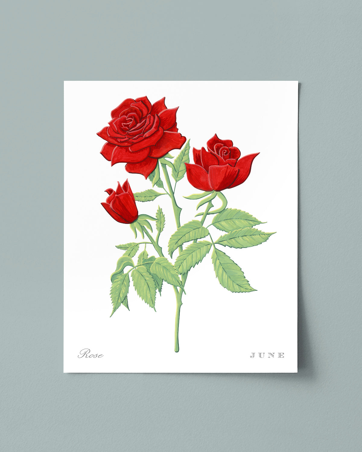 Rose (June) birth flower fine art print, classic botanical style on white background. Oak frame available.