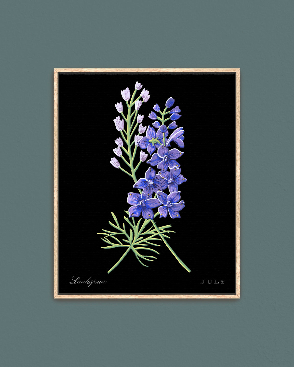 Larkspur (July) birth flower fine art print, classic botanical style on black background. Oak frame available.