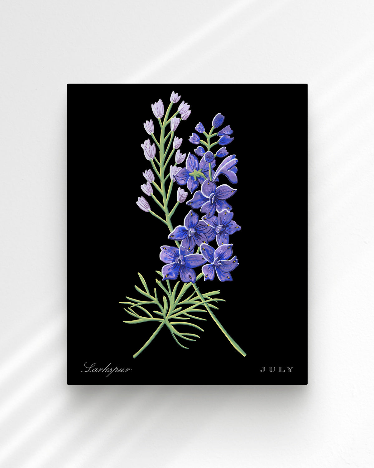 Larkspur (July) birth flower fine art print, classic botanical style on black background. Oak frame available.