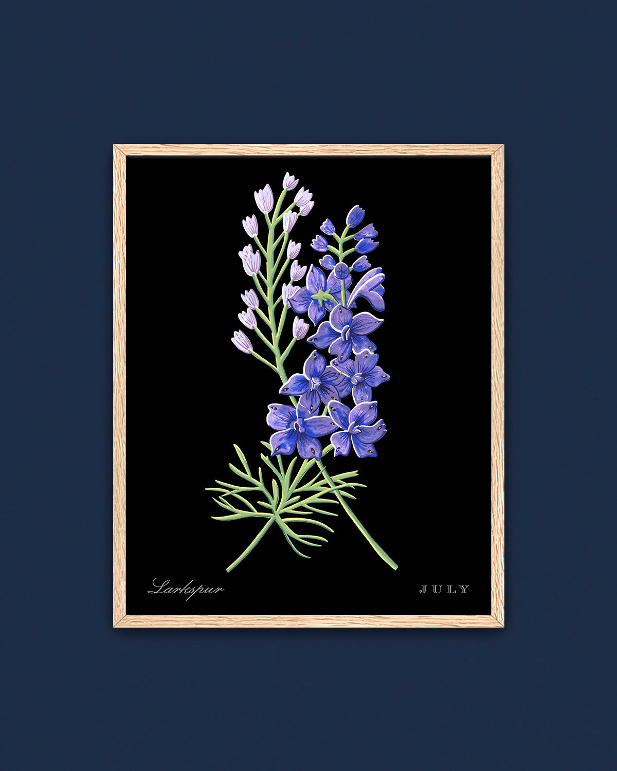 Larkspur (July) birth flower fine art print, classic botanical style on black background. Oak frame available.