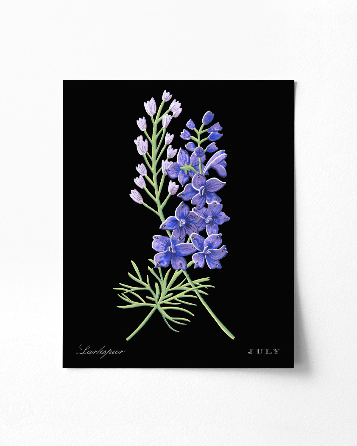 Larkspur (July) birth flower fine art print, classic botanical style on black background. Oak frame available.