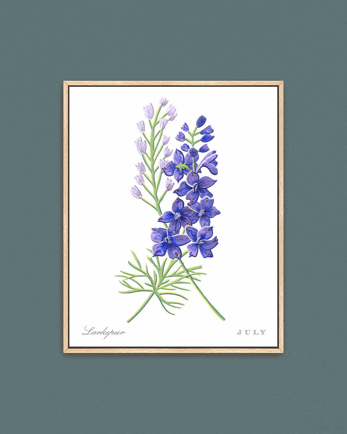Larkspur (July) birth flower fine art print, classic botanical style on white background. Oak frame available.