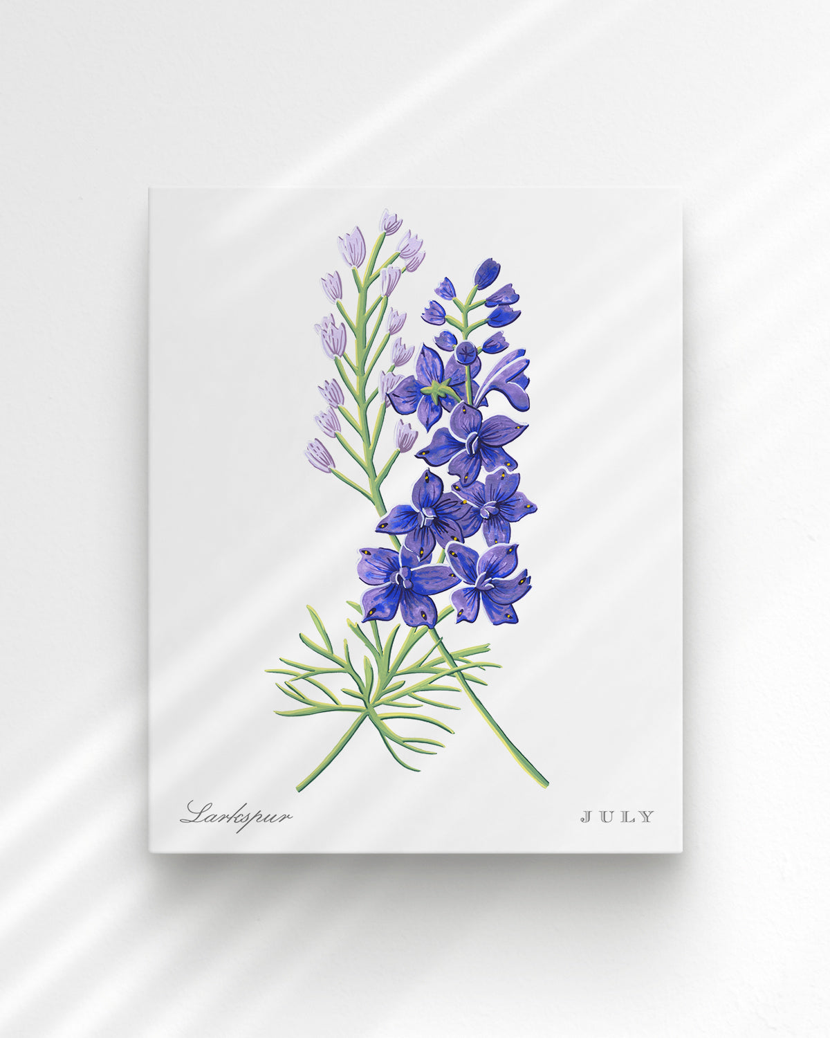 Larkspur (July) birth flower fine art print, classic botanical style on white background. Oak frame available.