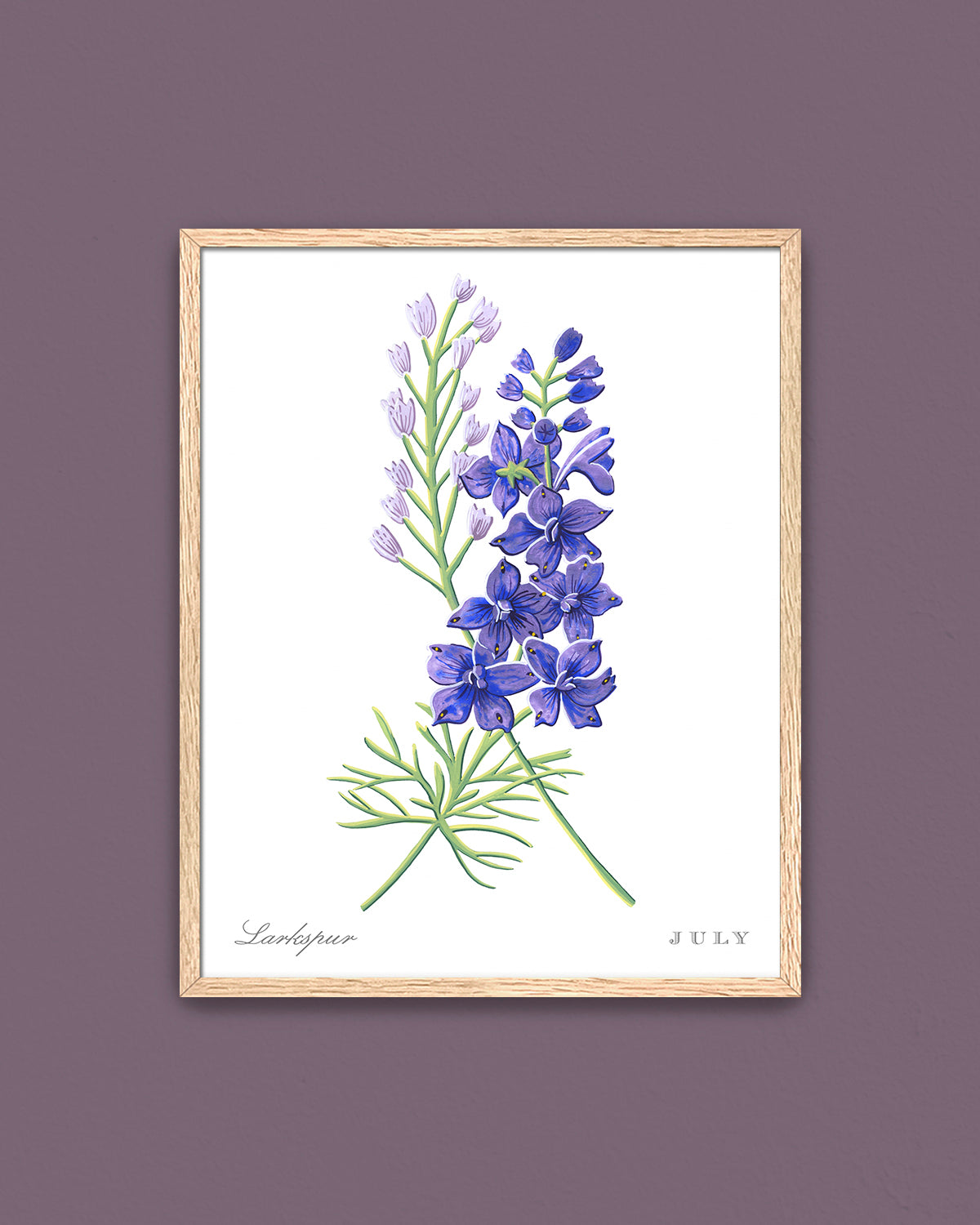 Larkspur (July) birth flower fine art print, classic botanical style on white background. Oak frame available.