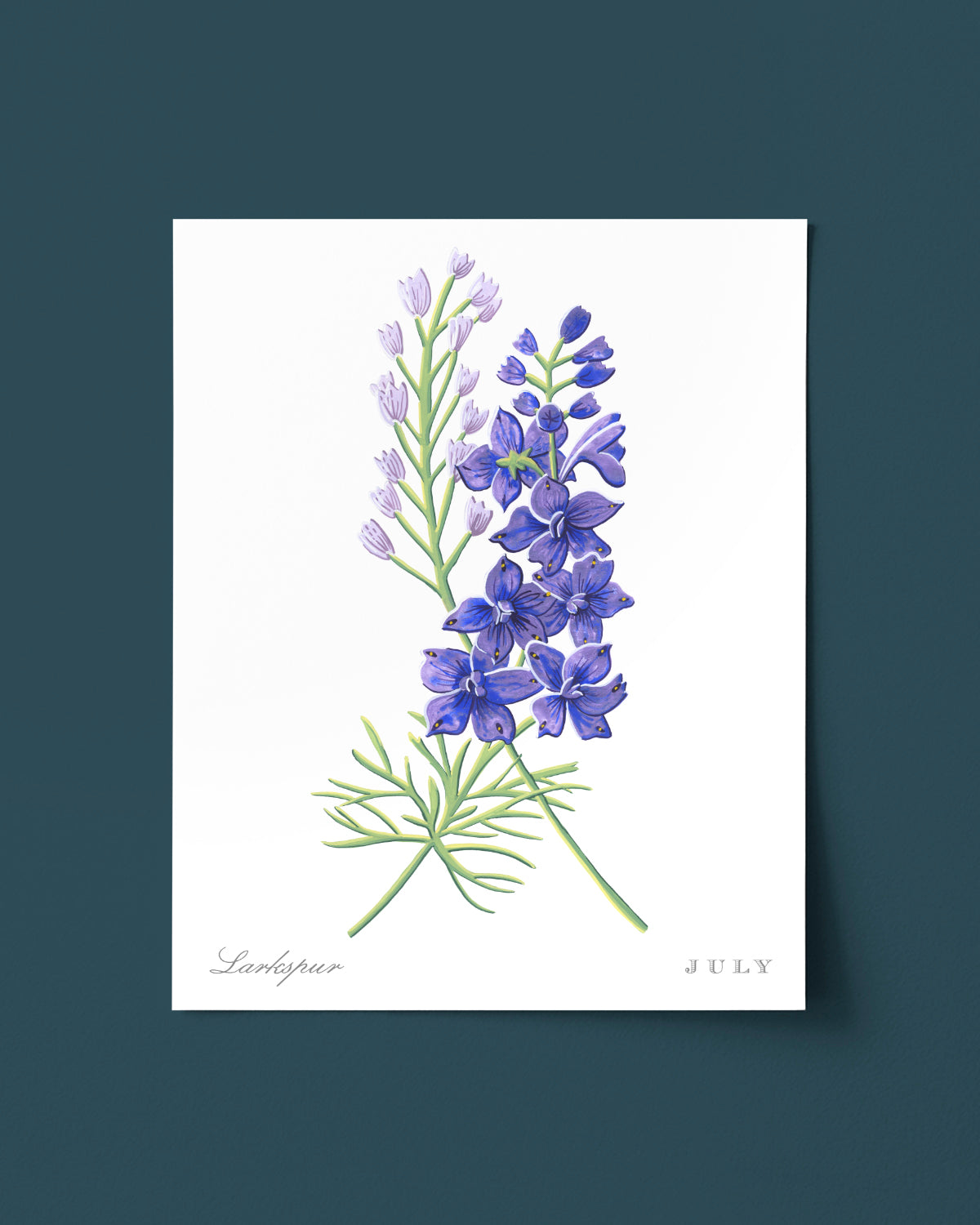 Larkspur (July) birth flower fine art print, classic botanical style on white background. Oak frame available.