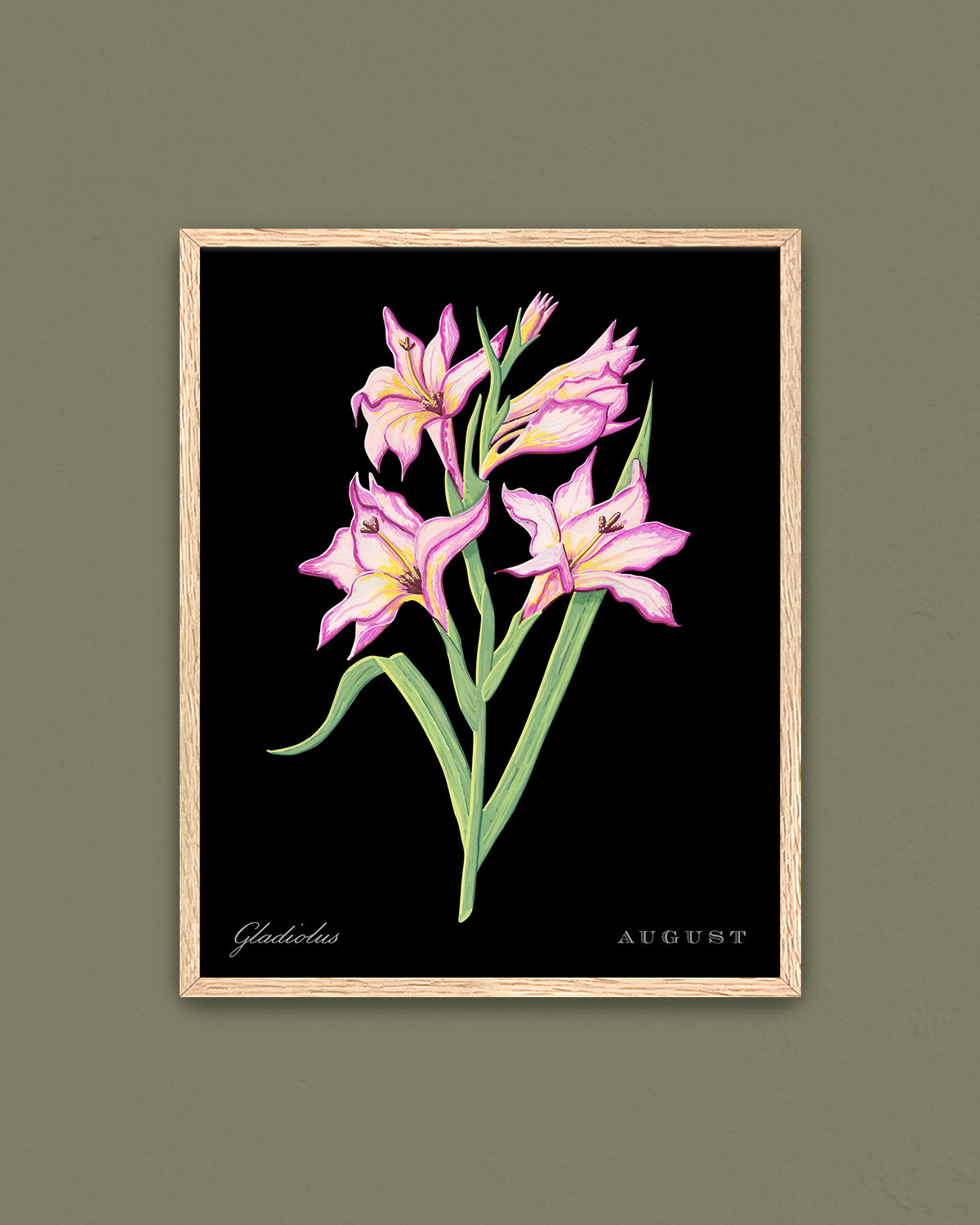 Gladiolus (August) birth flower fine art print, classic botanical style on black background. Oak frame available.