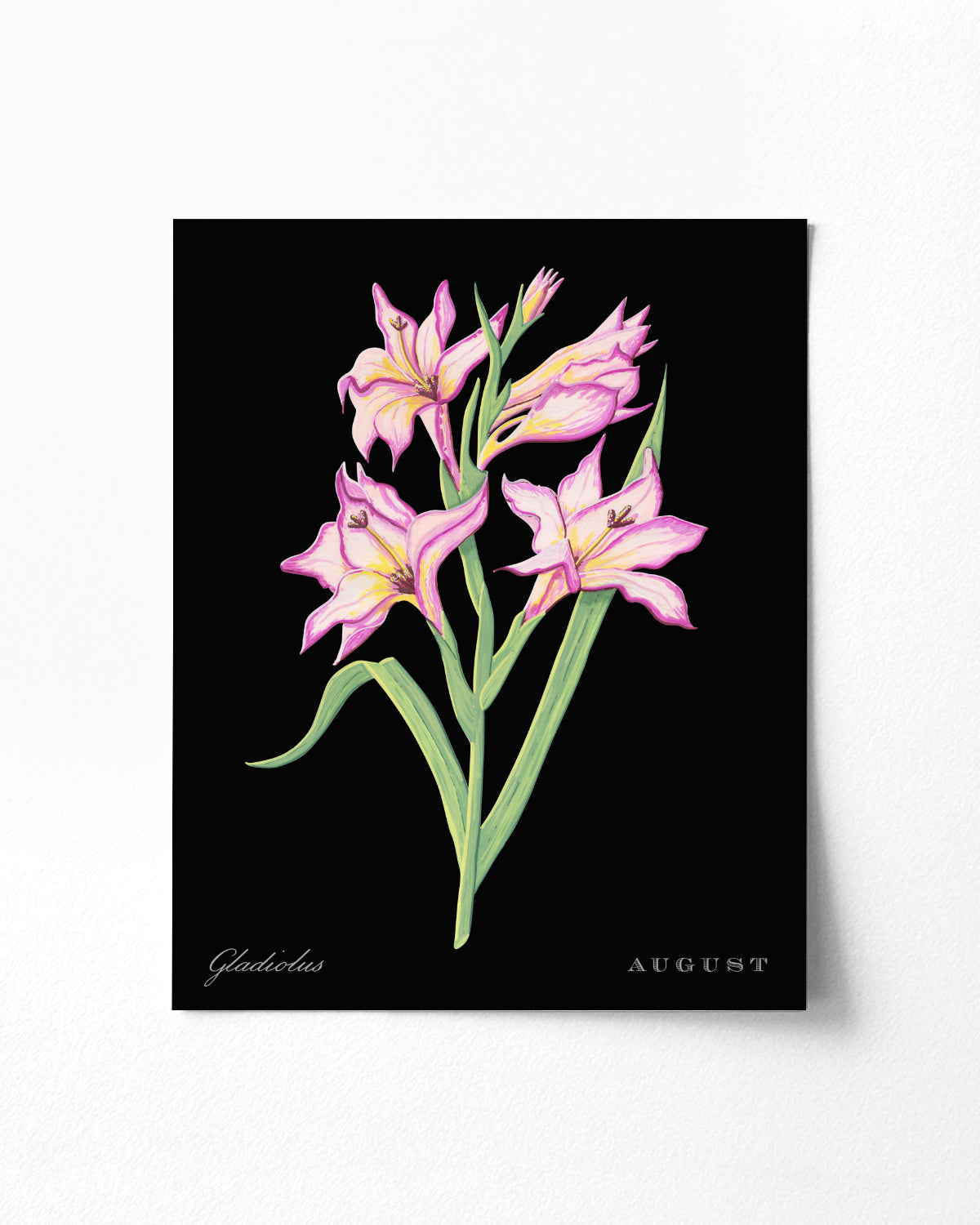 Gladiolus (August) birth flower fine art print, classic botanical style on black background. Oak frame available.